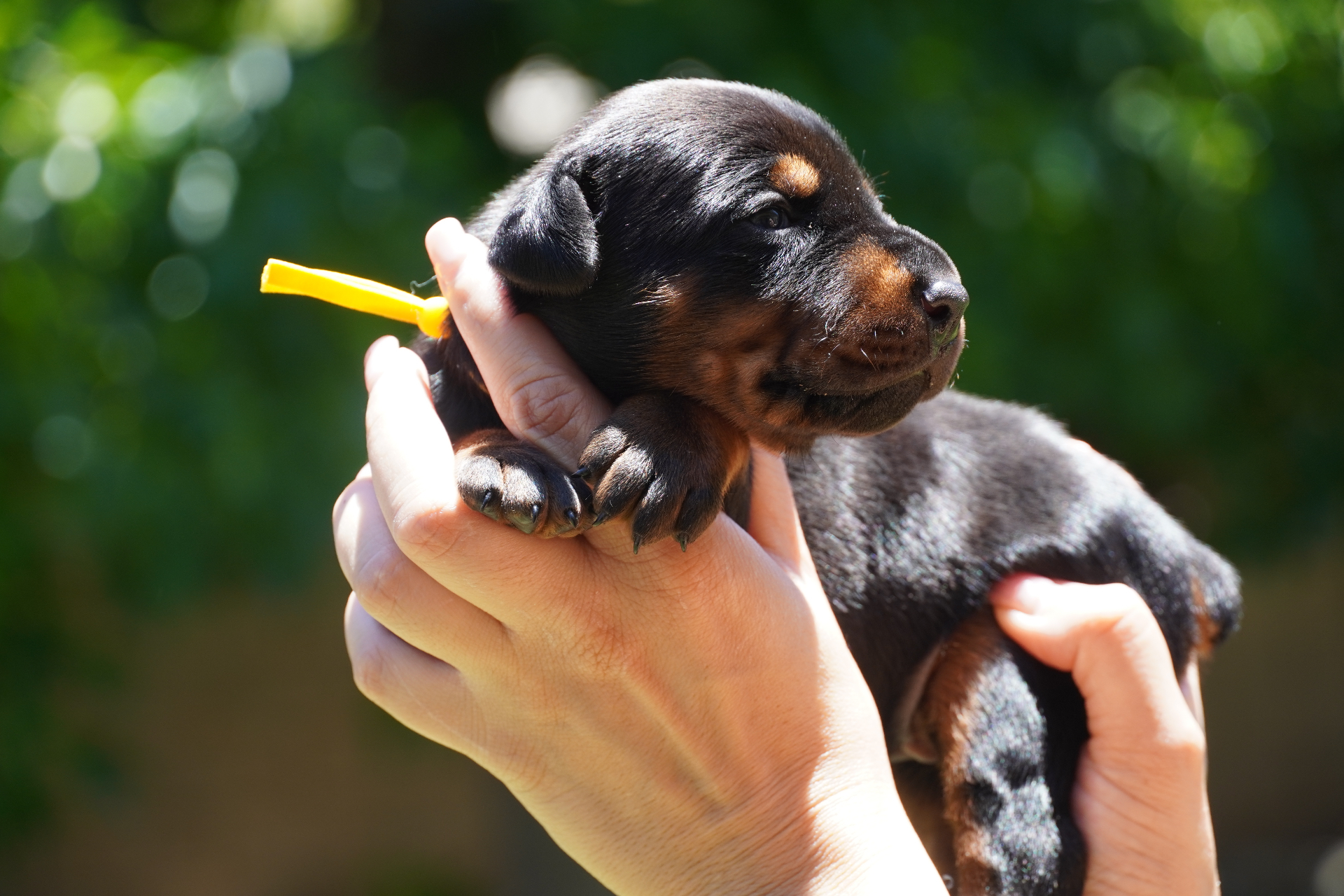 Yellow Collar Female — 2 weeks old close-up