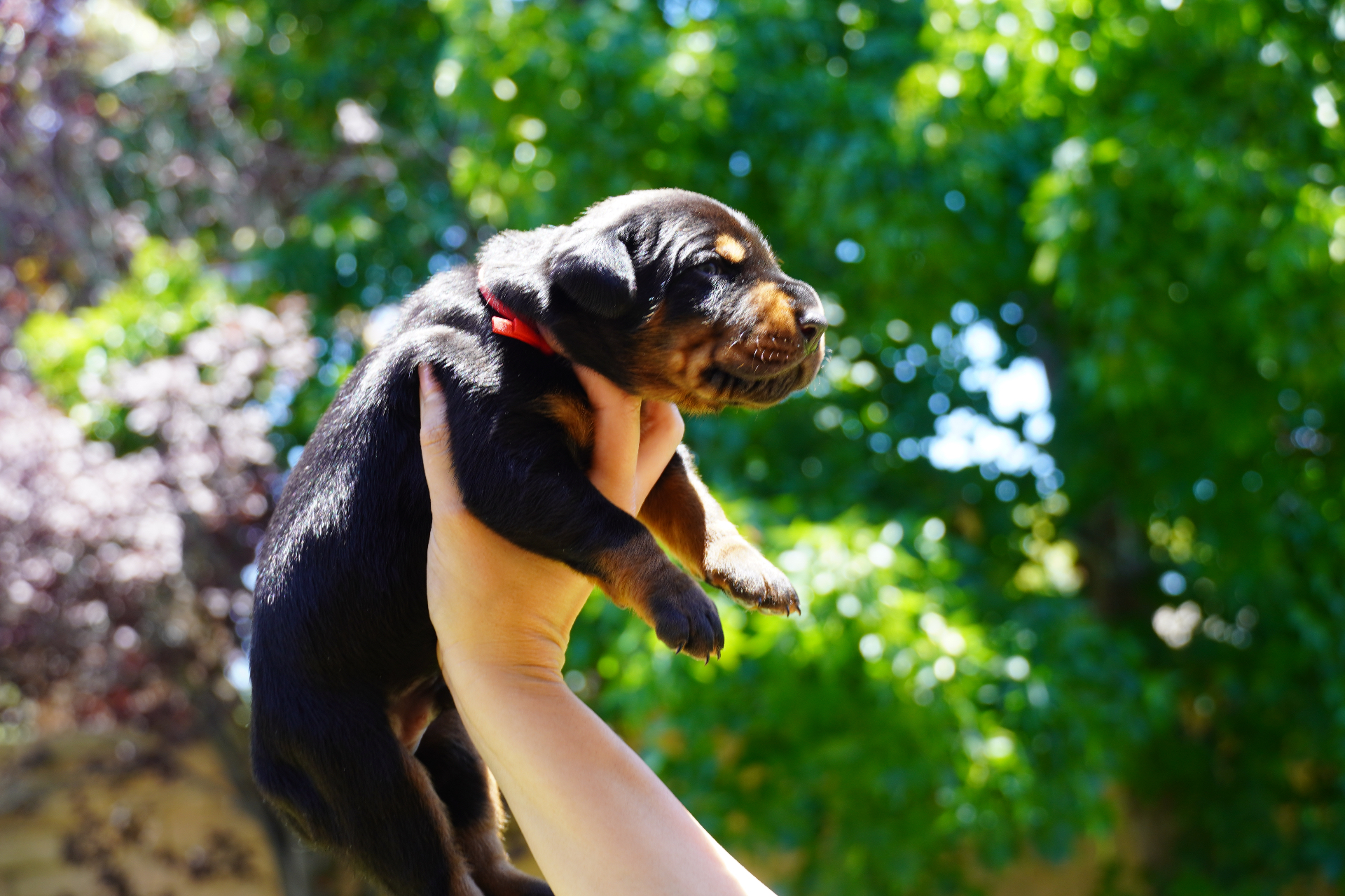 Red Collar Male — 2 weeks old lifted side view