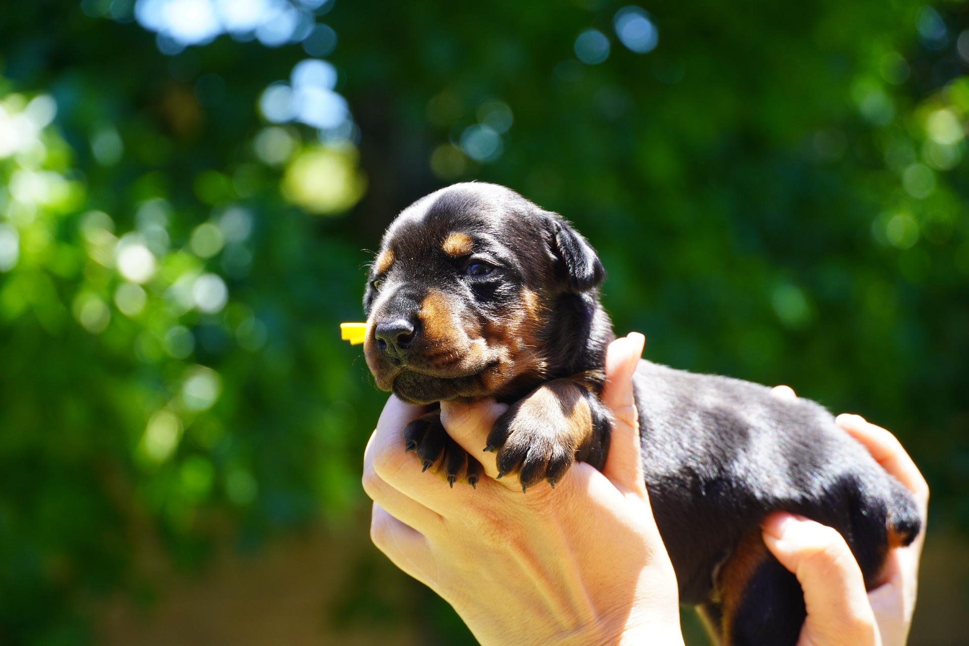 Yellow Collar Female — 2 weeks old