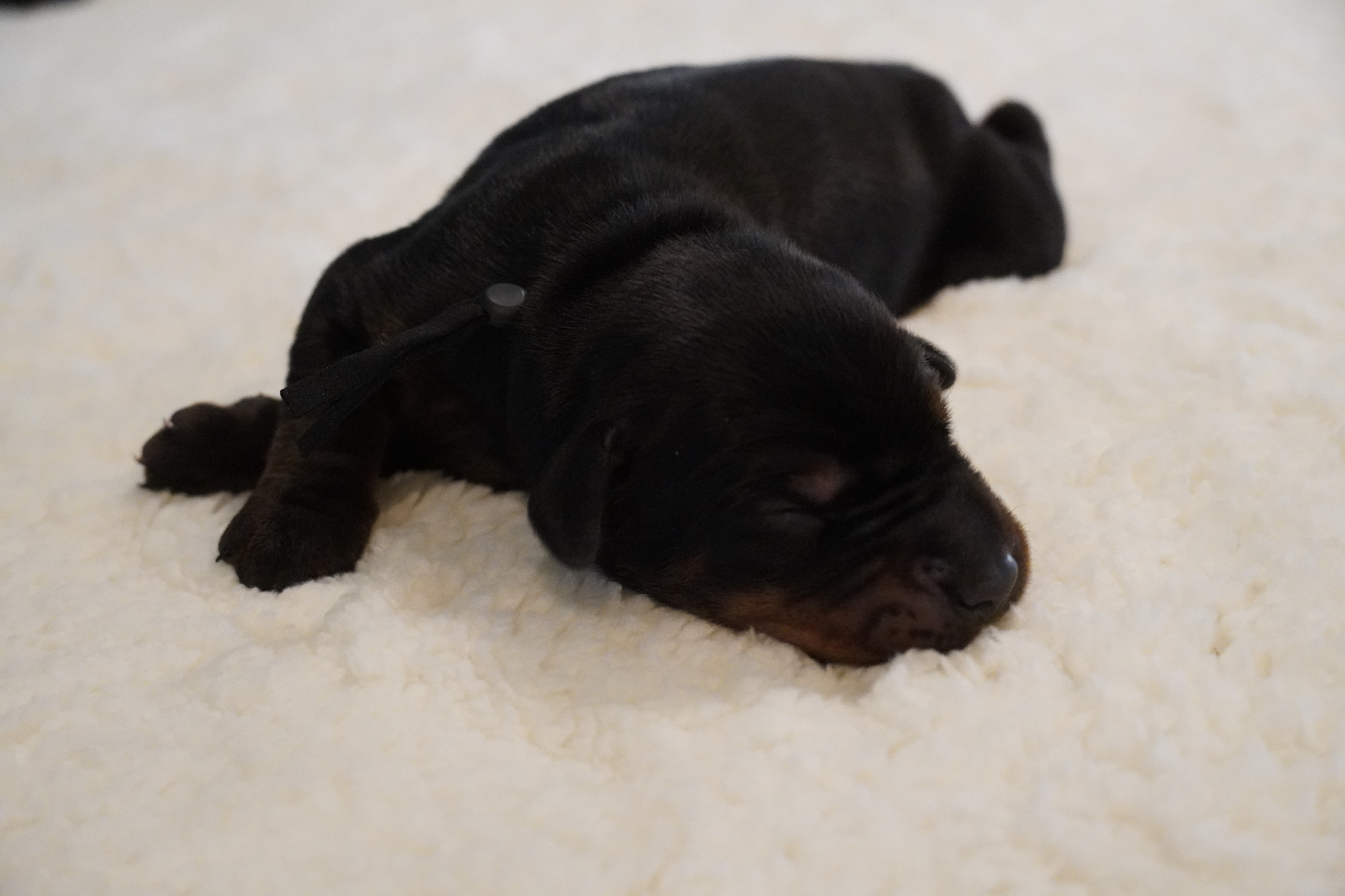 Black Collar Male newborn photo