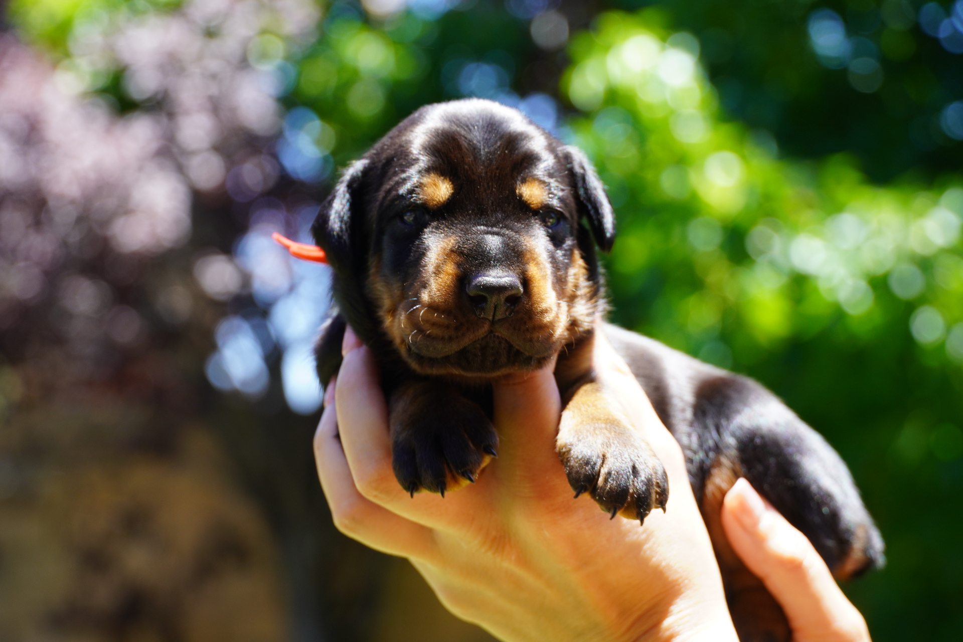 Red Collar Male — 2 weeks old close-up