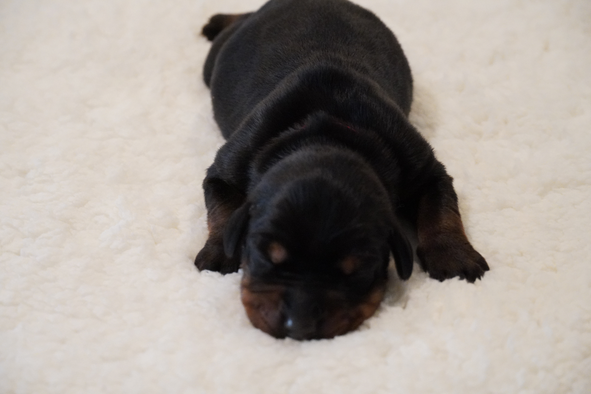 Red Collar Male — newborn