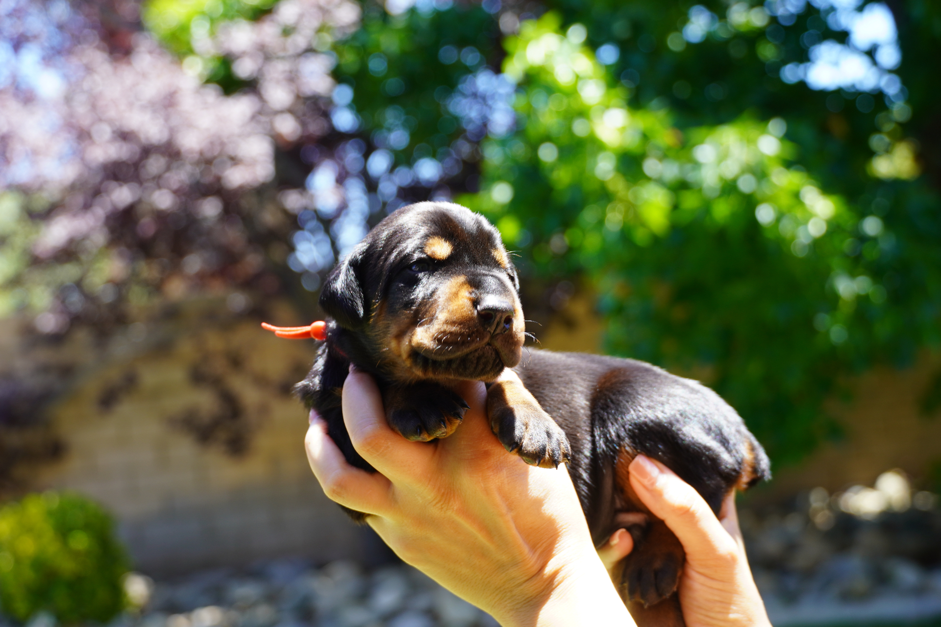 Red Collar Male — 2 weeks old full body