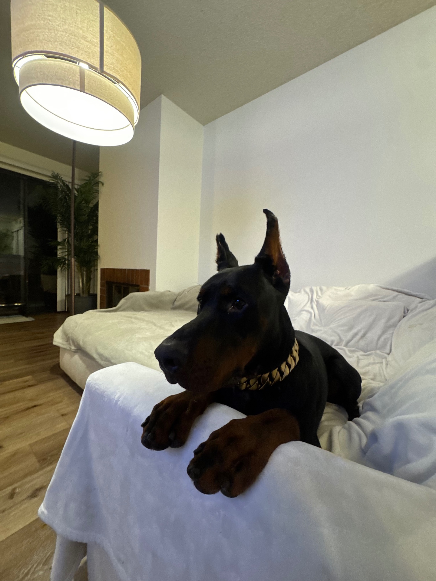 Grown Phenomenal Doberman alumnus relaxing on the couch at home