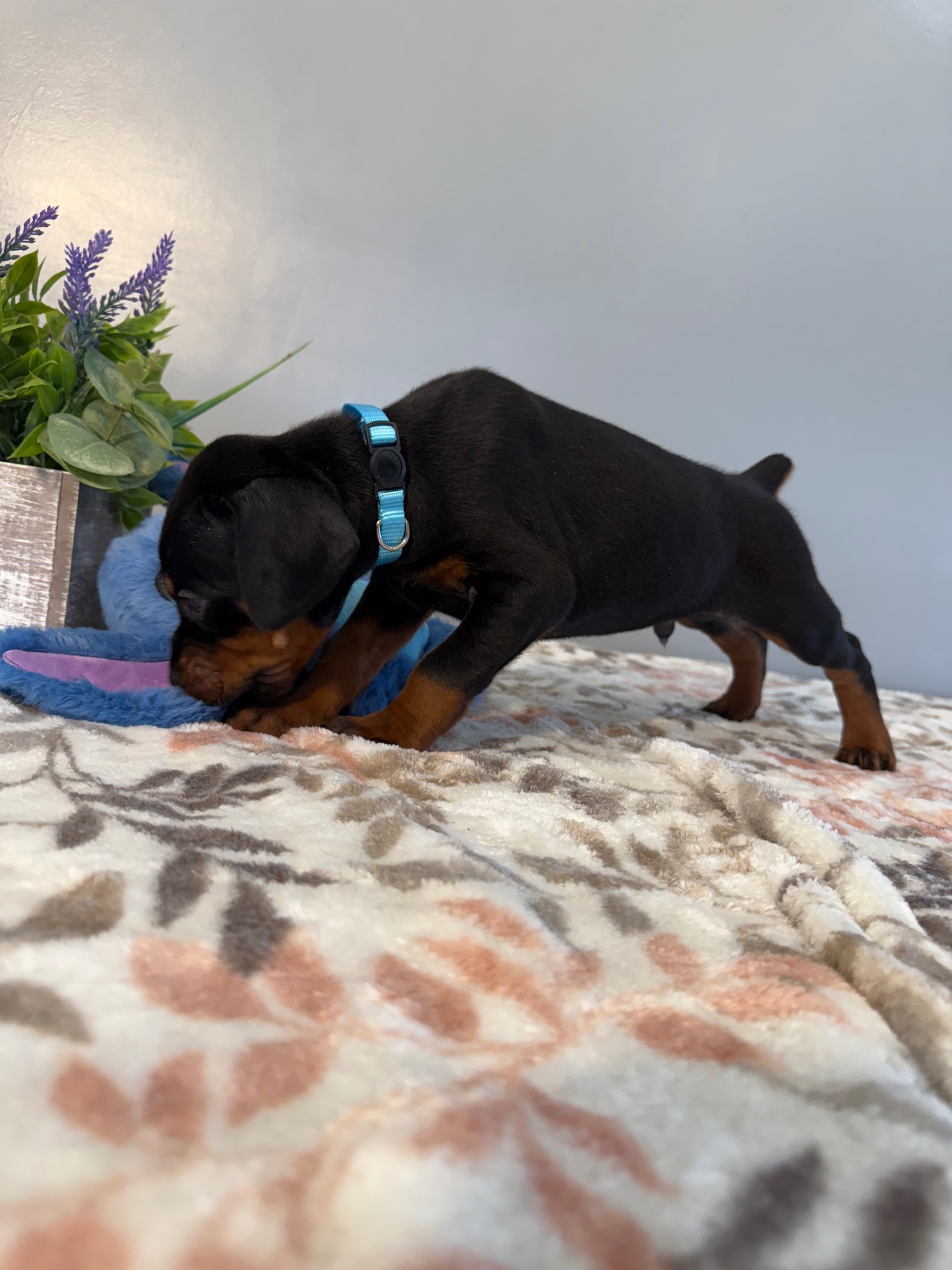 Phenomenal Doberman puppy playing with a favorite toy