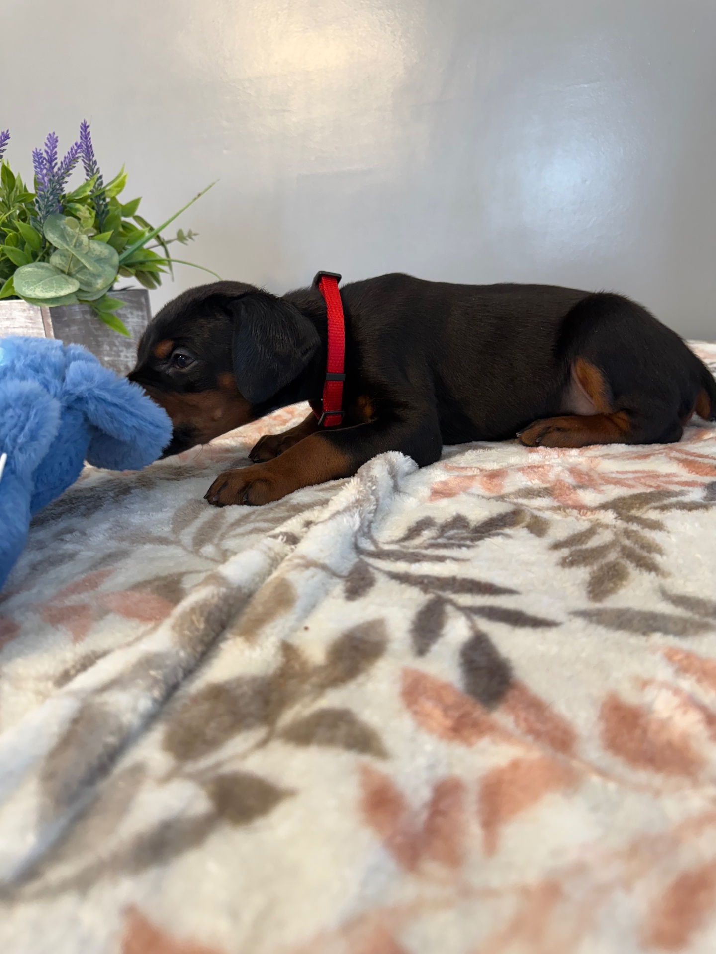 Phenomenal Doberman puppy resting beside a soft blue toy