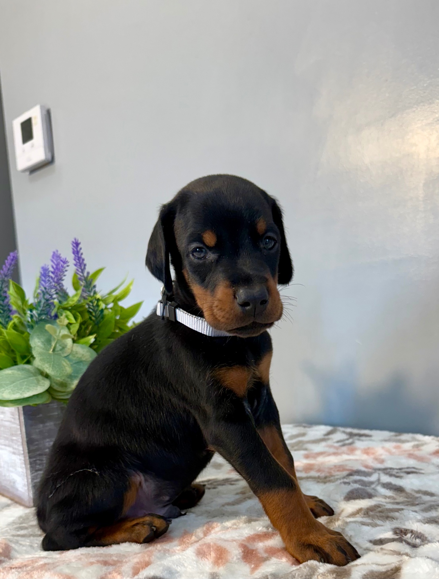 Phenomenal Doberman puppy sitting proudly with white collar
