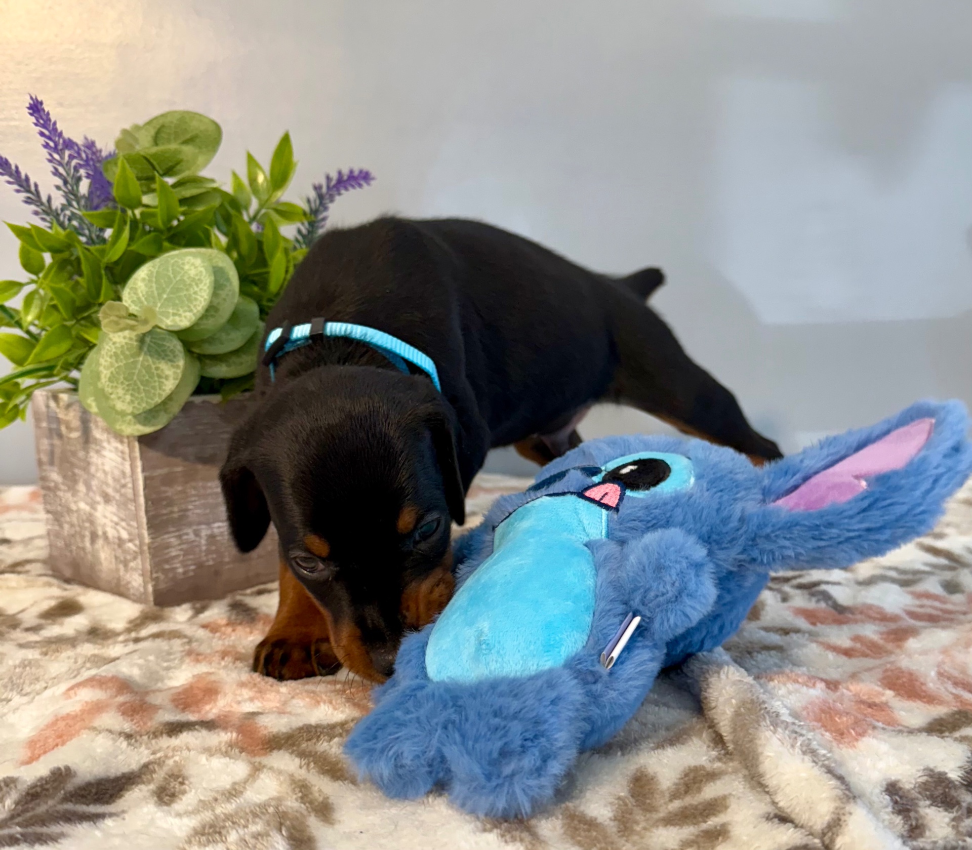Phenomenal Doberman puppy exploring with Stitch plush toy