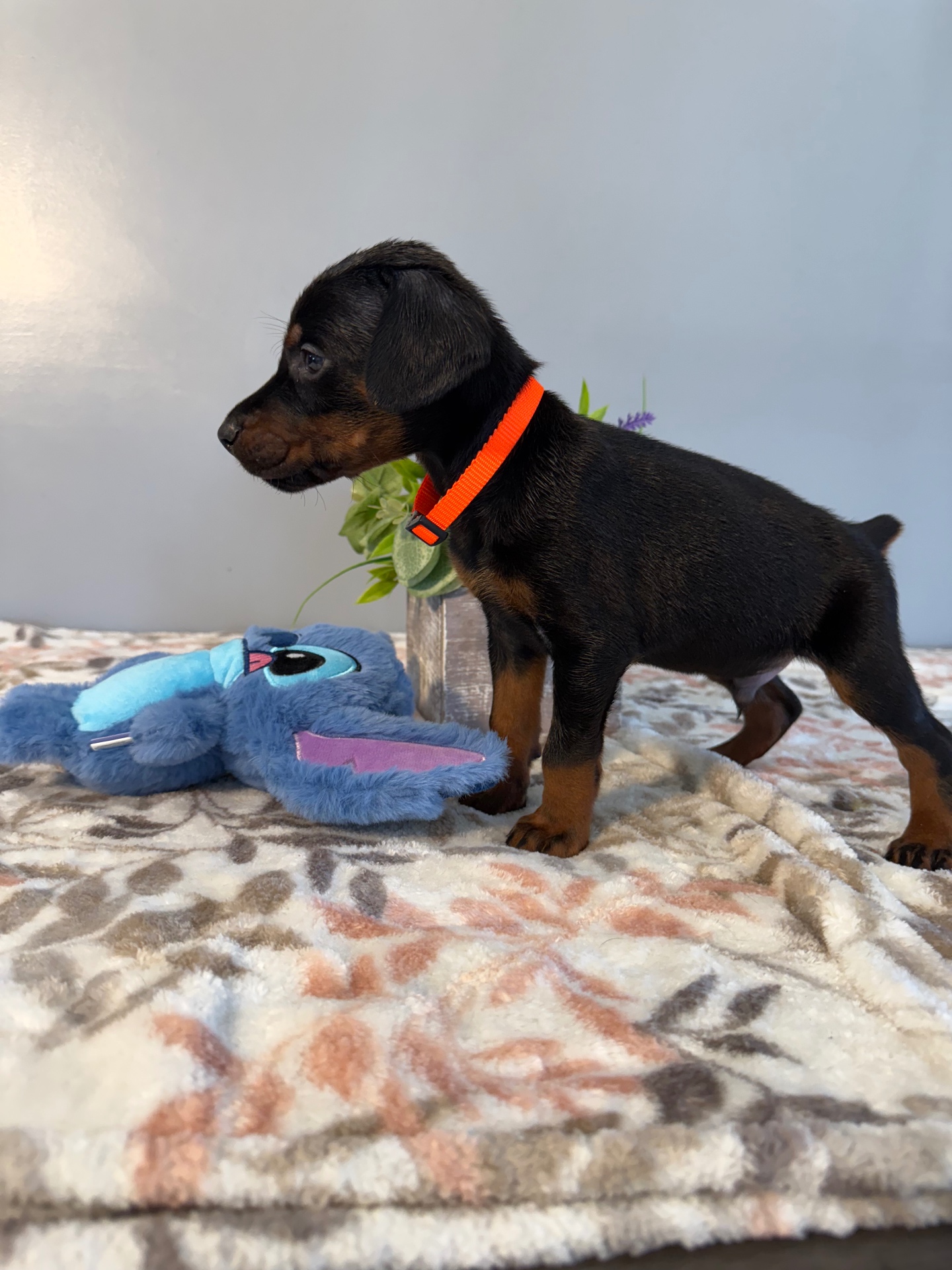 Phenomenal Doberman puppy standing tall in orange collar