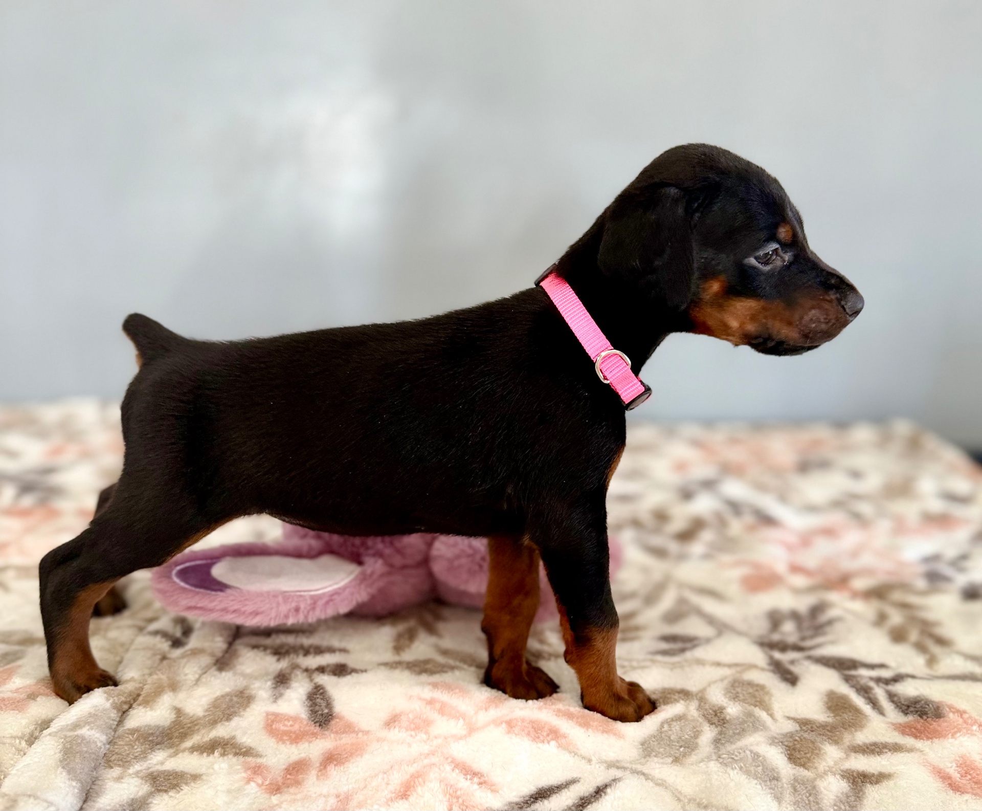 Phenomenal Doberman puppy in classic show stance with pink collar