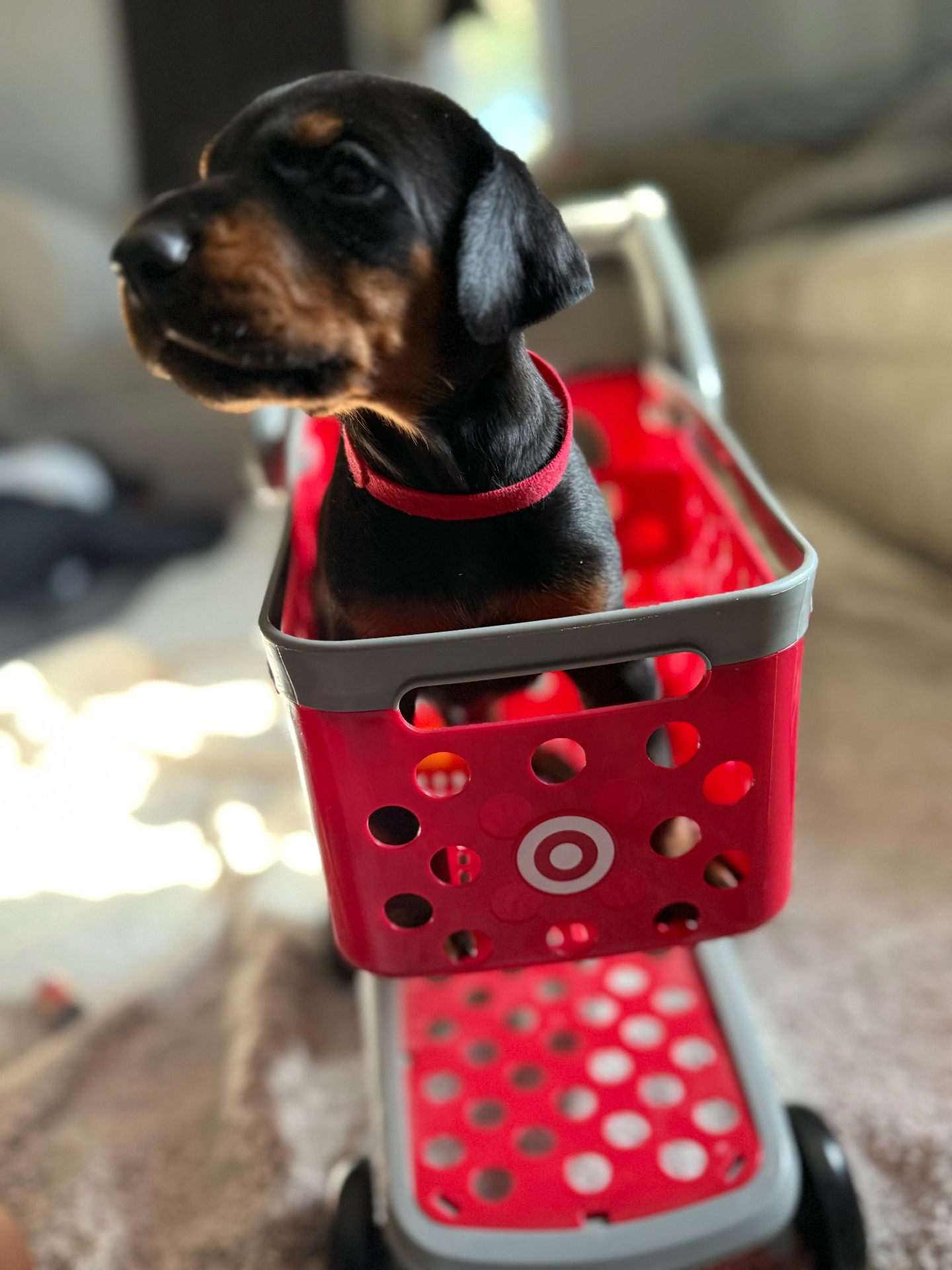 Phenomenal Doberman puppy riding in a little red shopping cart