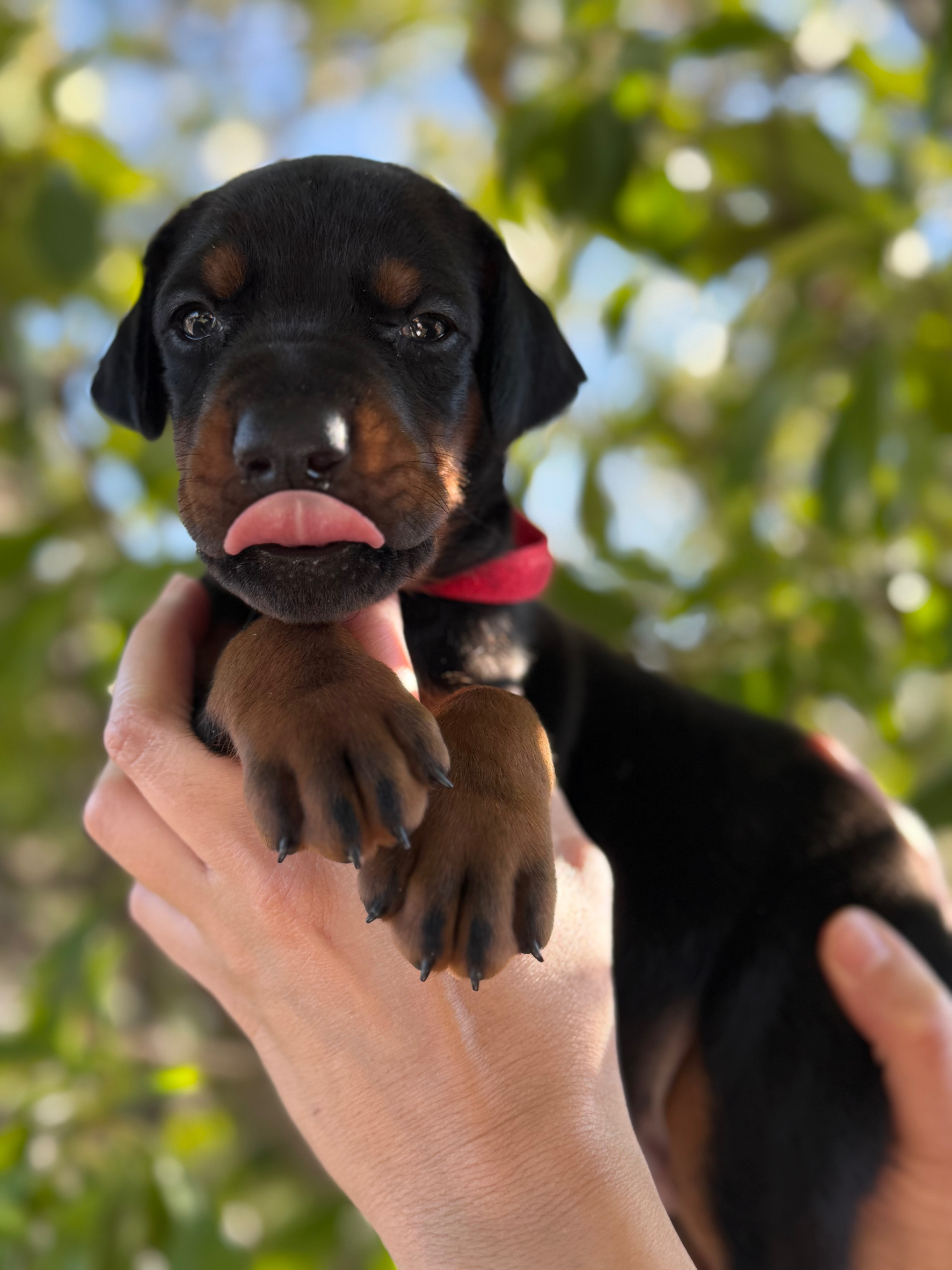 Phenomenal Doberman puppy with red collar licking its nose outdoors
