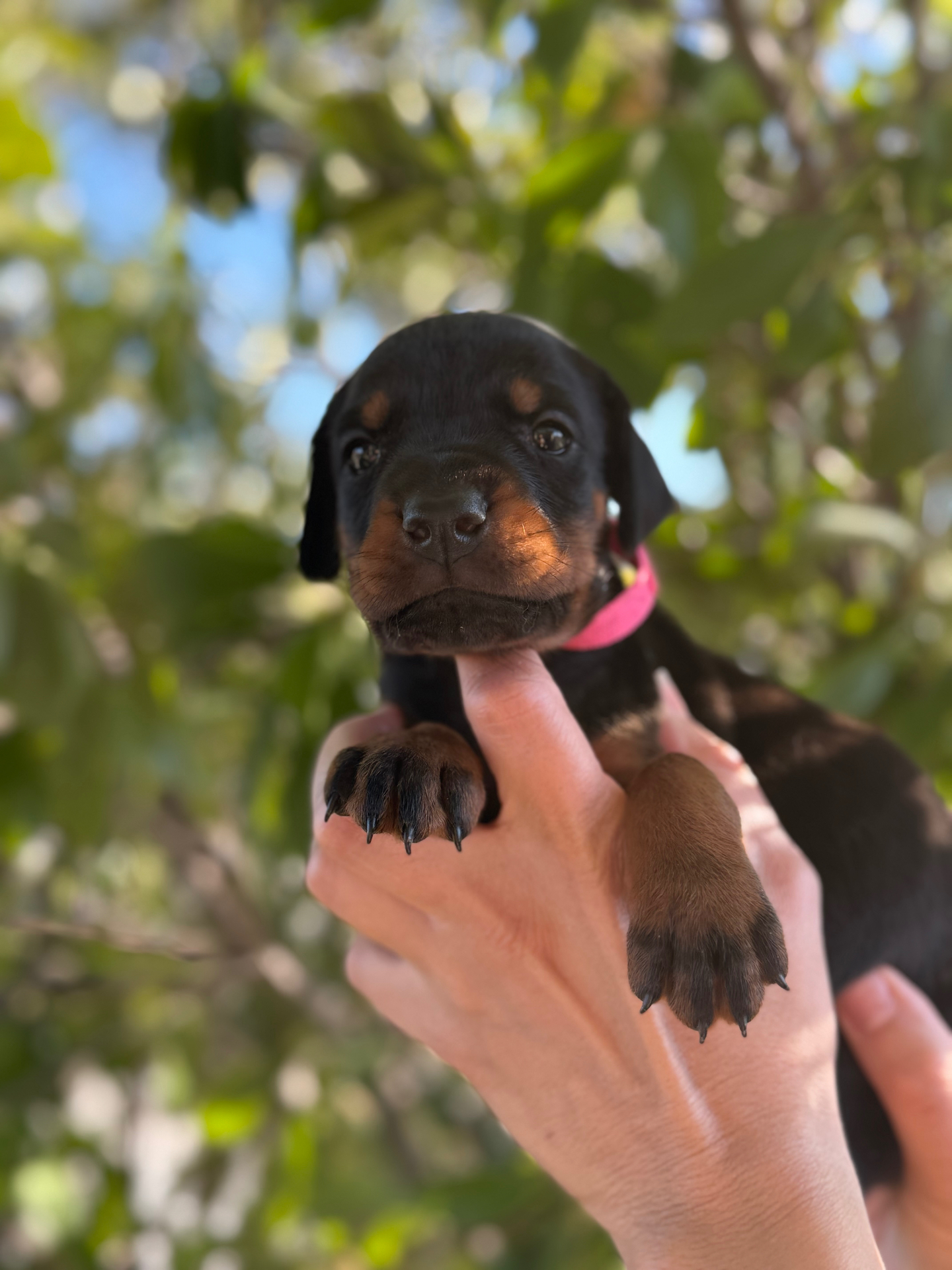 Phenomenal Doberman puppy with pink collar being held up outside