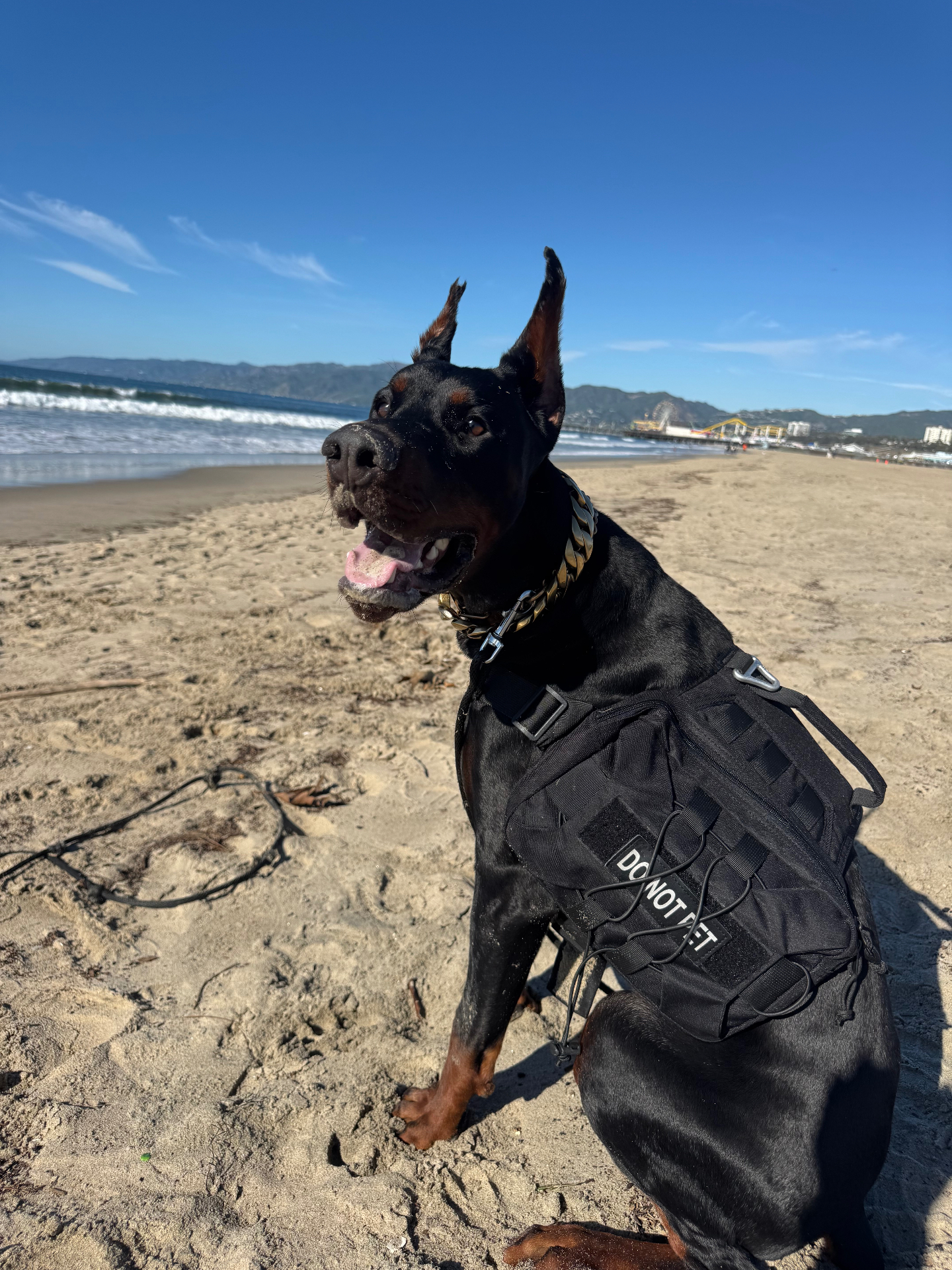 Phenomenal Doberman alumnus enjoying the beach in Santa Monica