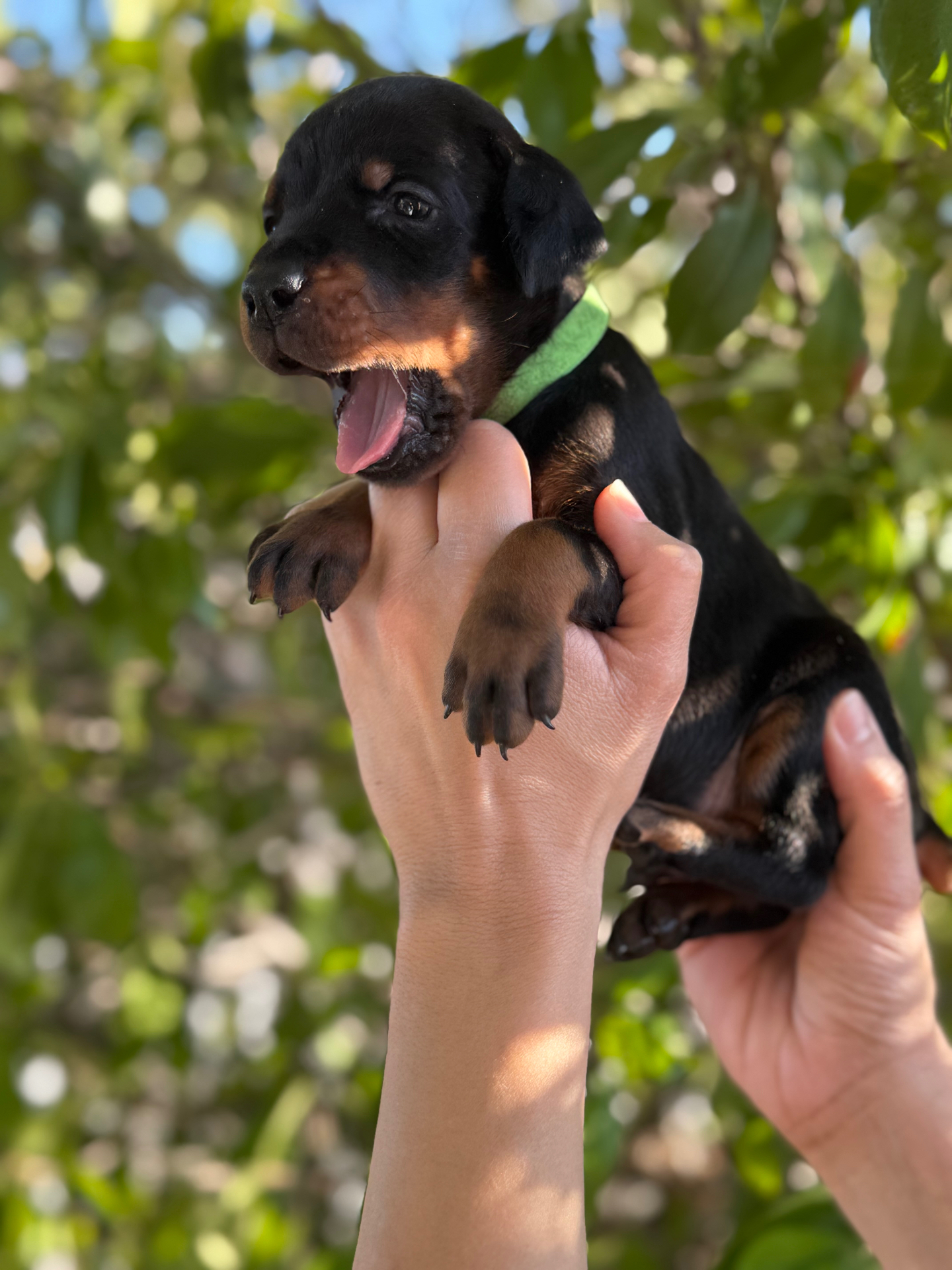 Phenomenal Doberman puppy yawning with green collar in the sunlight