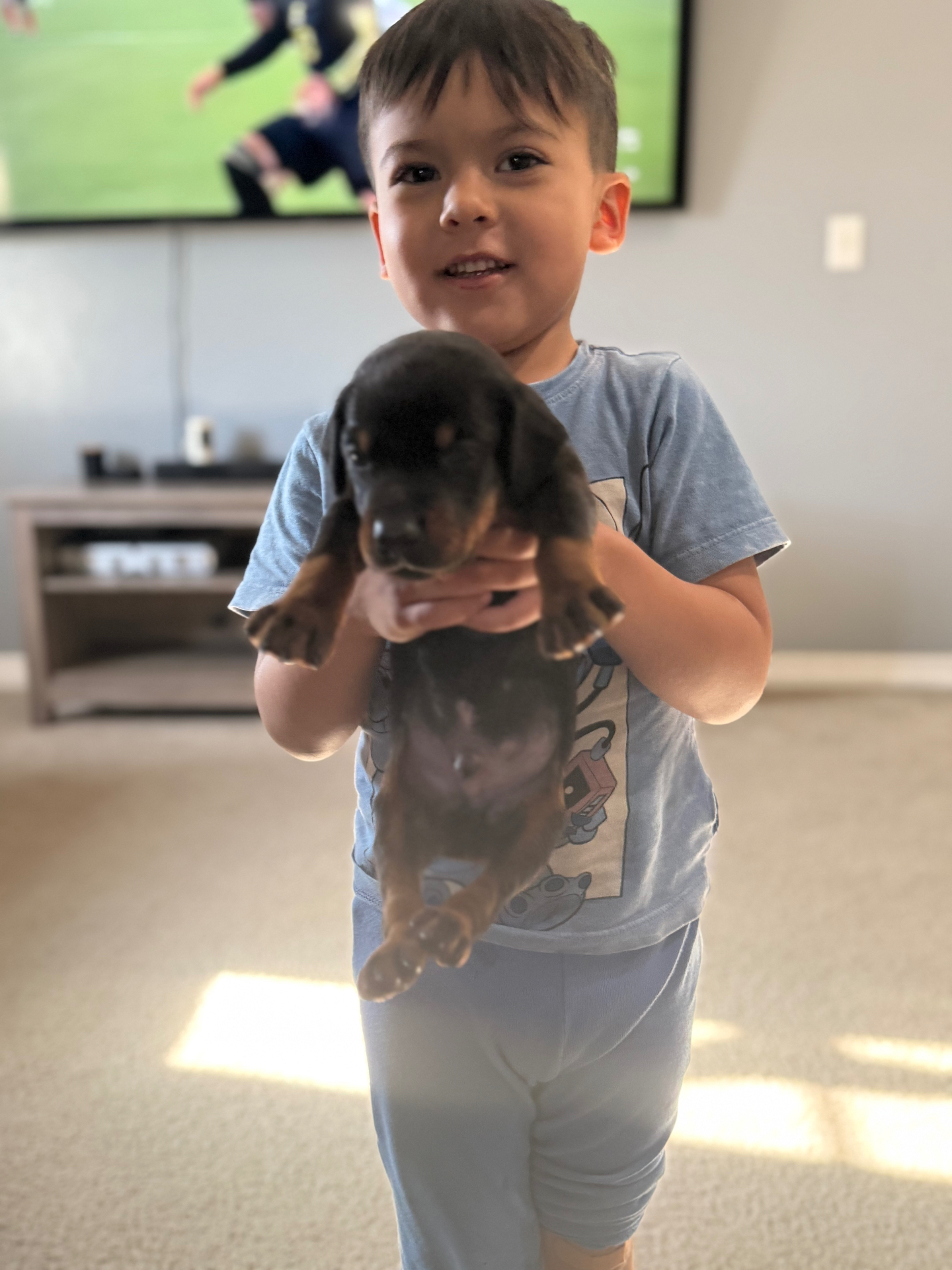 Phenomenal Doberman puppy being held by a young child at home