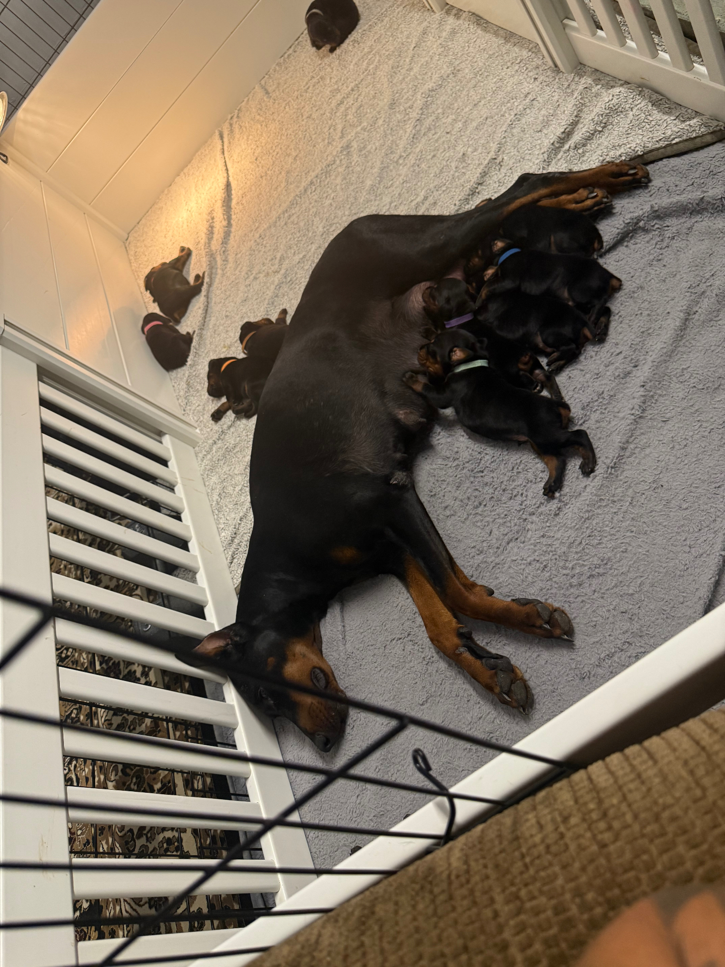 Phenomenal Doberman mother resting with her litter inside the nursery