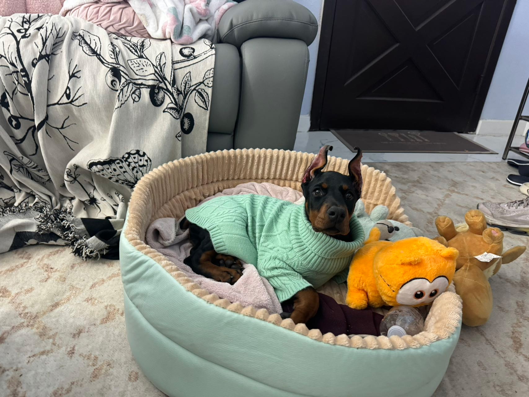 Phenomenal Doberman puppy in a mint sweater curled up in a cozy bed with plush toys