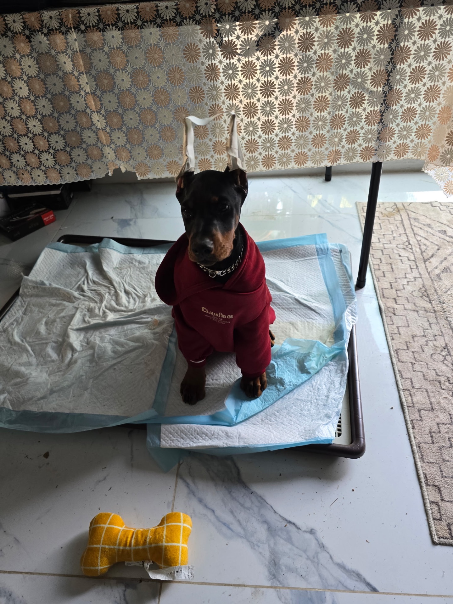 Phenomenal Doberman puppy with freshly posted ears in a red Christmas hoodie