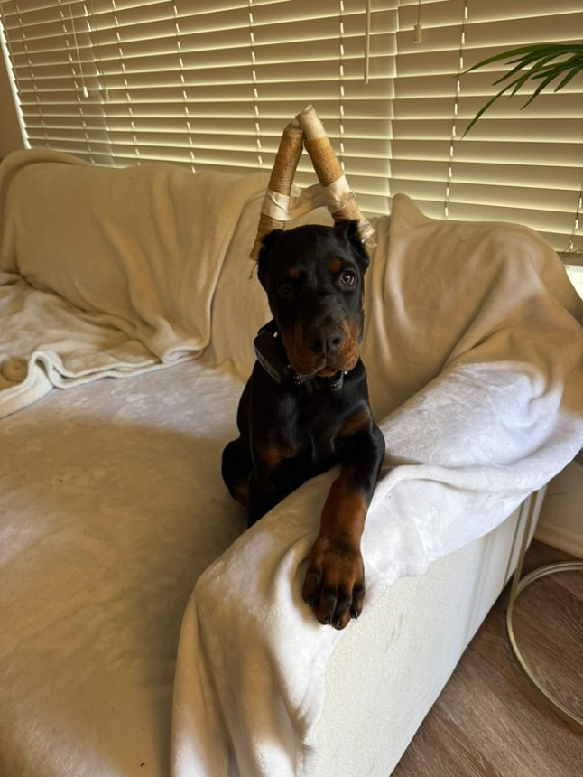 Phenomenal Doberman puppy with posted ears sitting on the couch at home