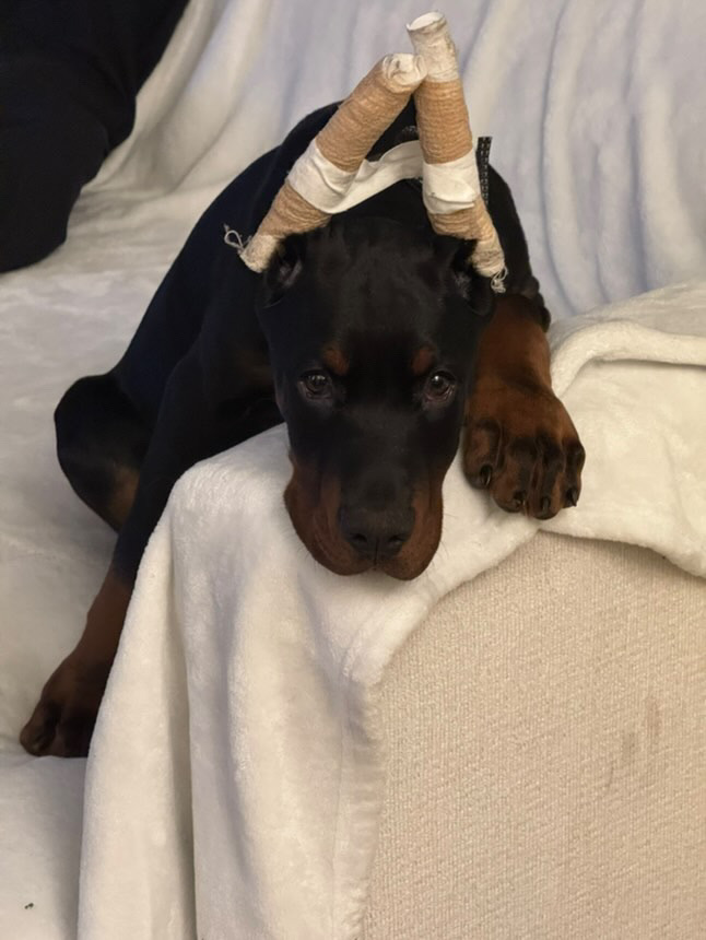 Phenomenal Doberman puppy with taped ears resting on a soft white blanket