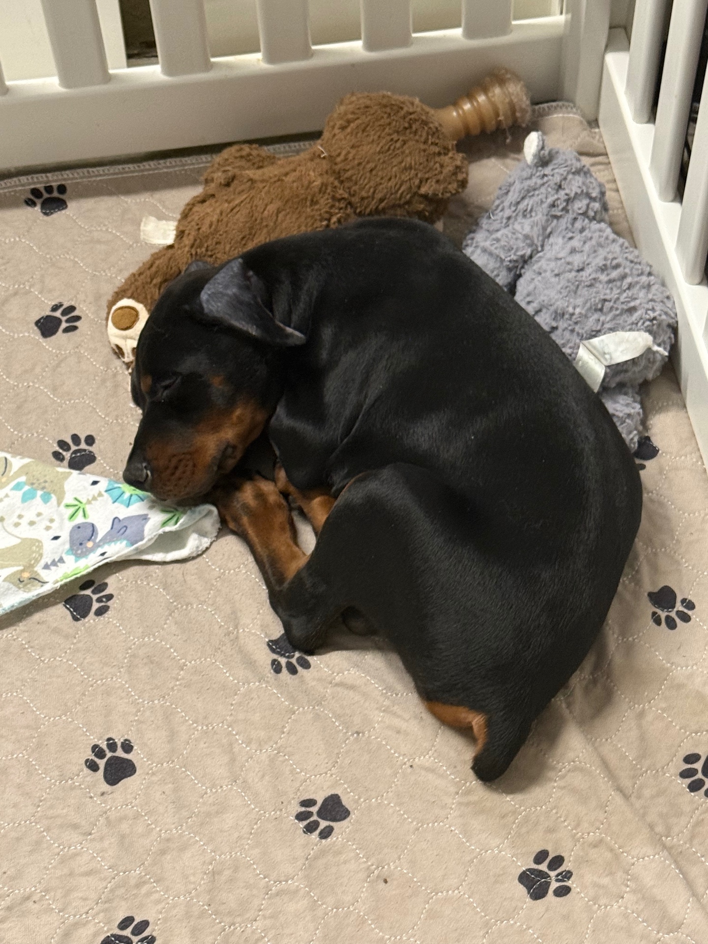 Phenomenal Doberman puppy napping with plush toys on a paw-print blanket