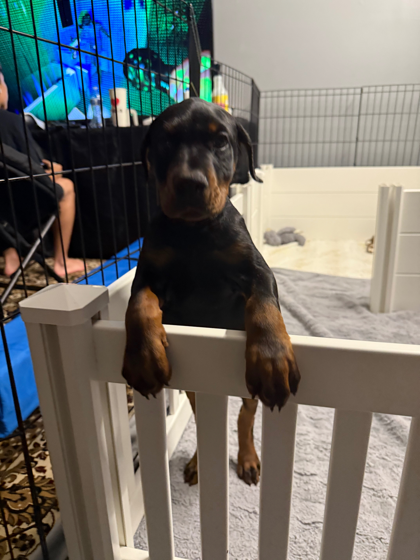 Phenomenal Doberman puppy standing up at the playpen rail to say hello