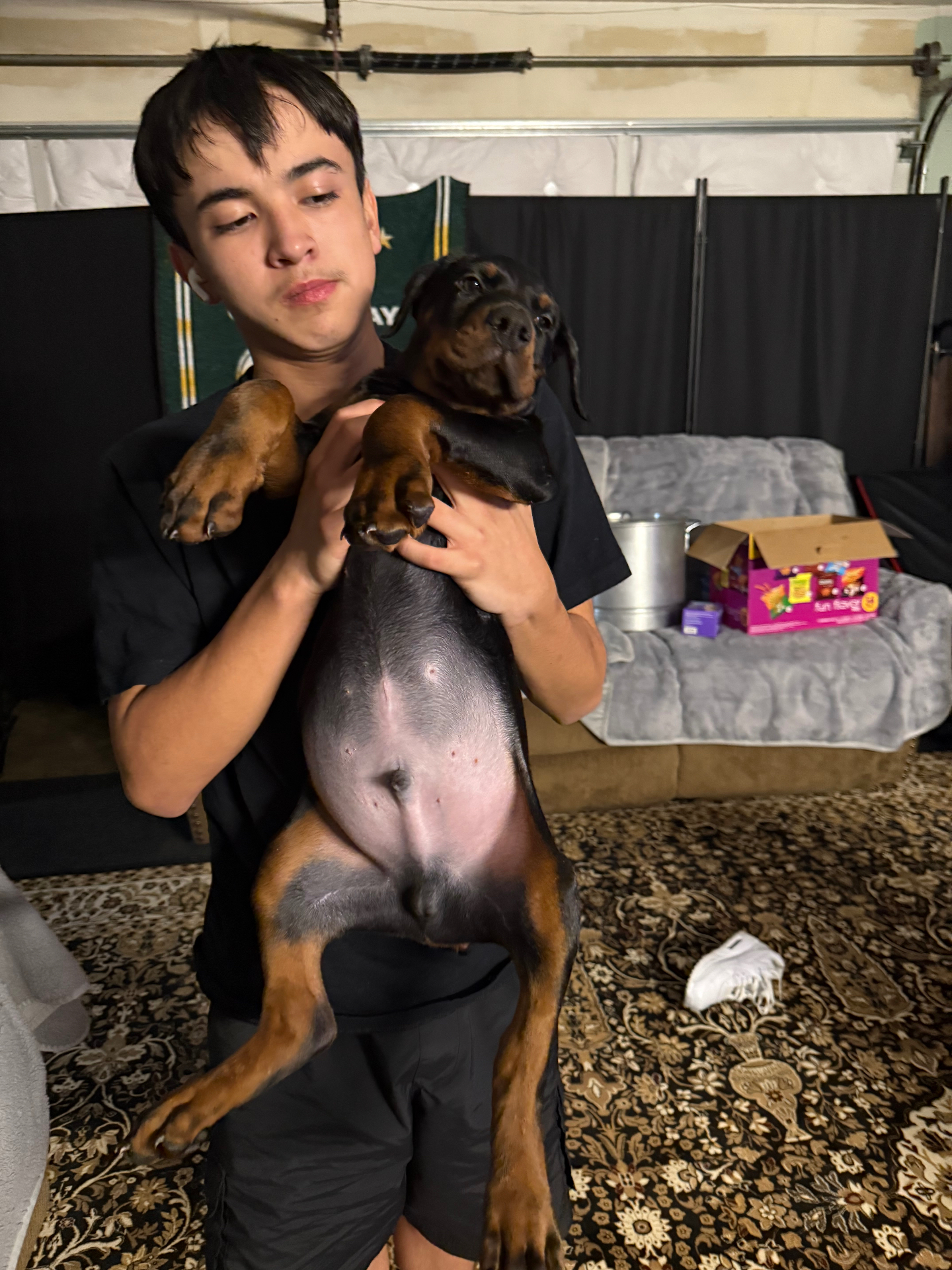 Phenomenal Doberman puppy held belly-up by his new young owner