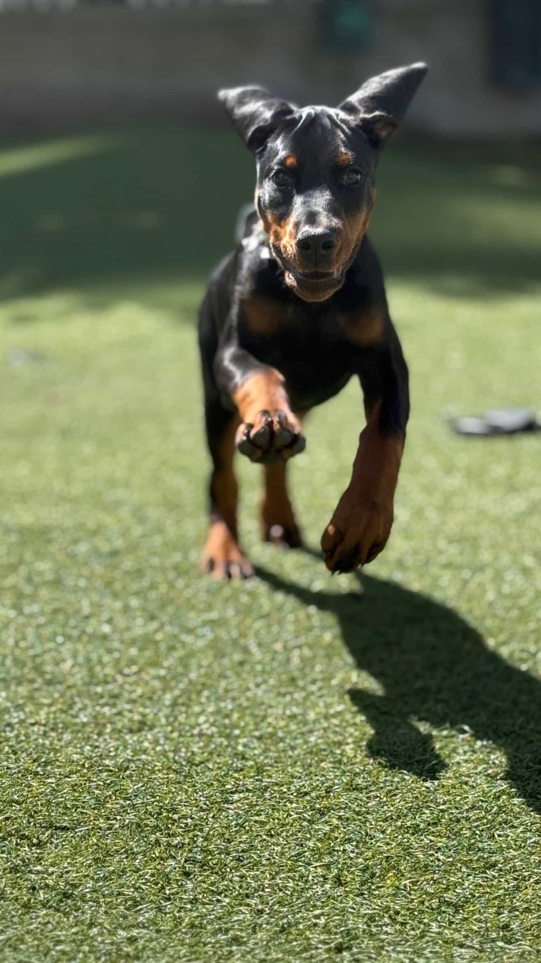 Young Phenomenal Doberman puppy in full sprint across the lawn
