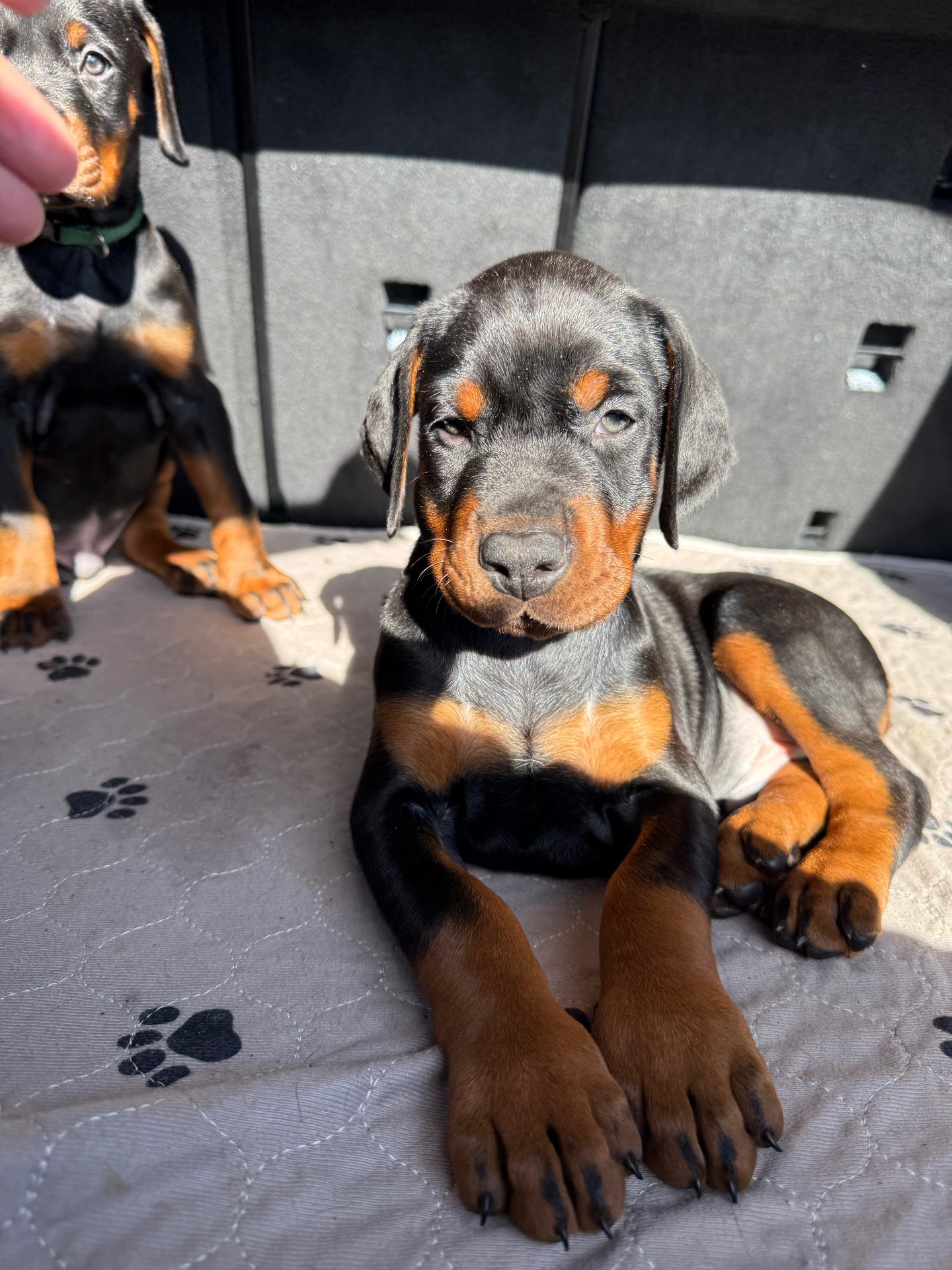 Phenomenal Doberman puppy lounging in the sun with rich tan markings