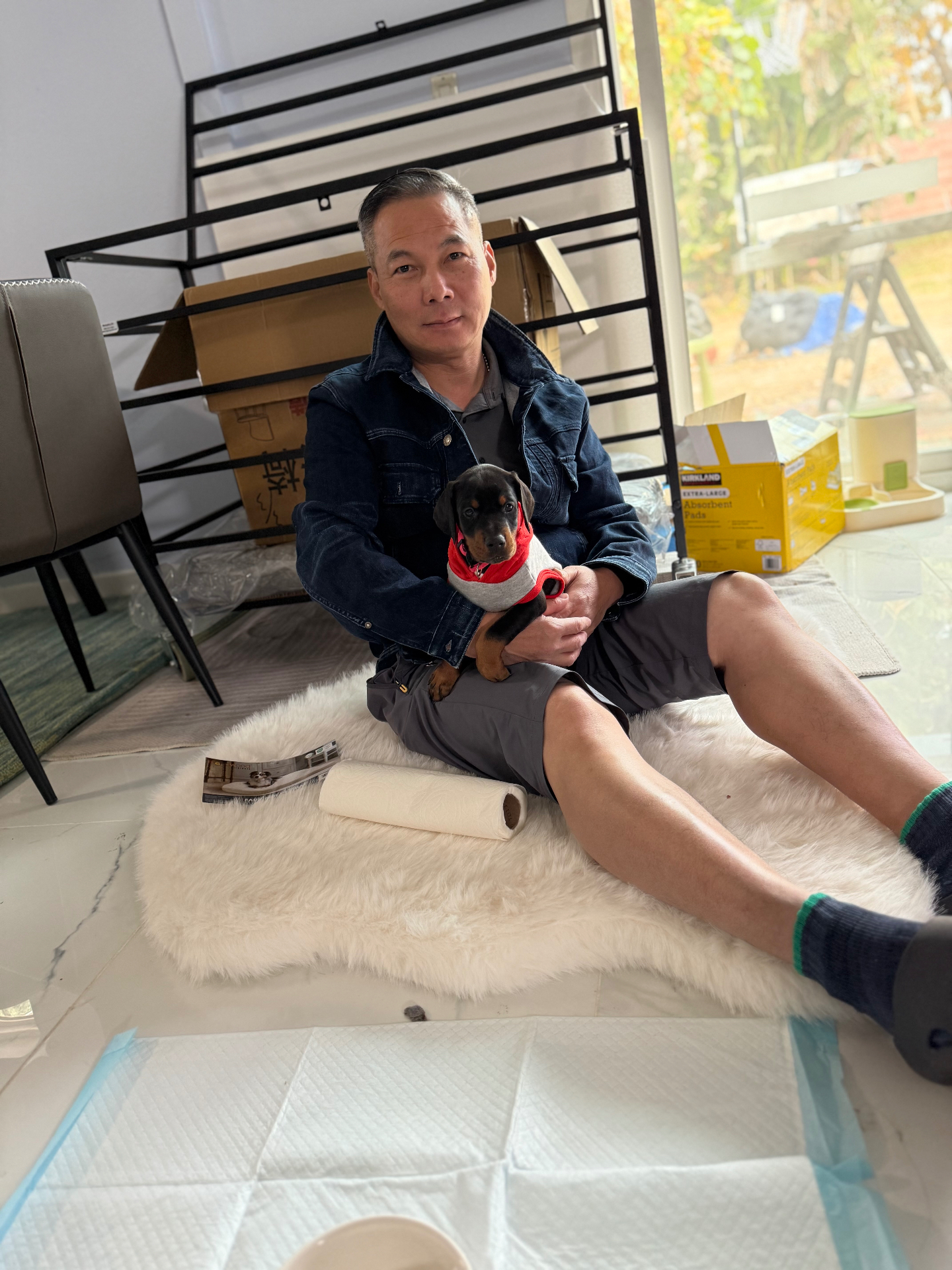 Phenomenal Doberman puppy sitting proudly with his new owner indoors