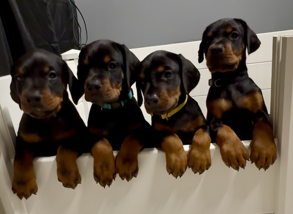 Four Phenomenal Doberman puppies lined up together over the playpen wall