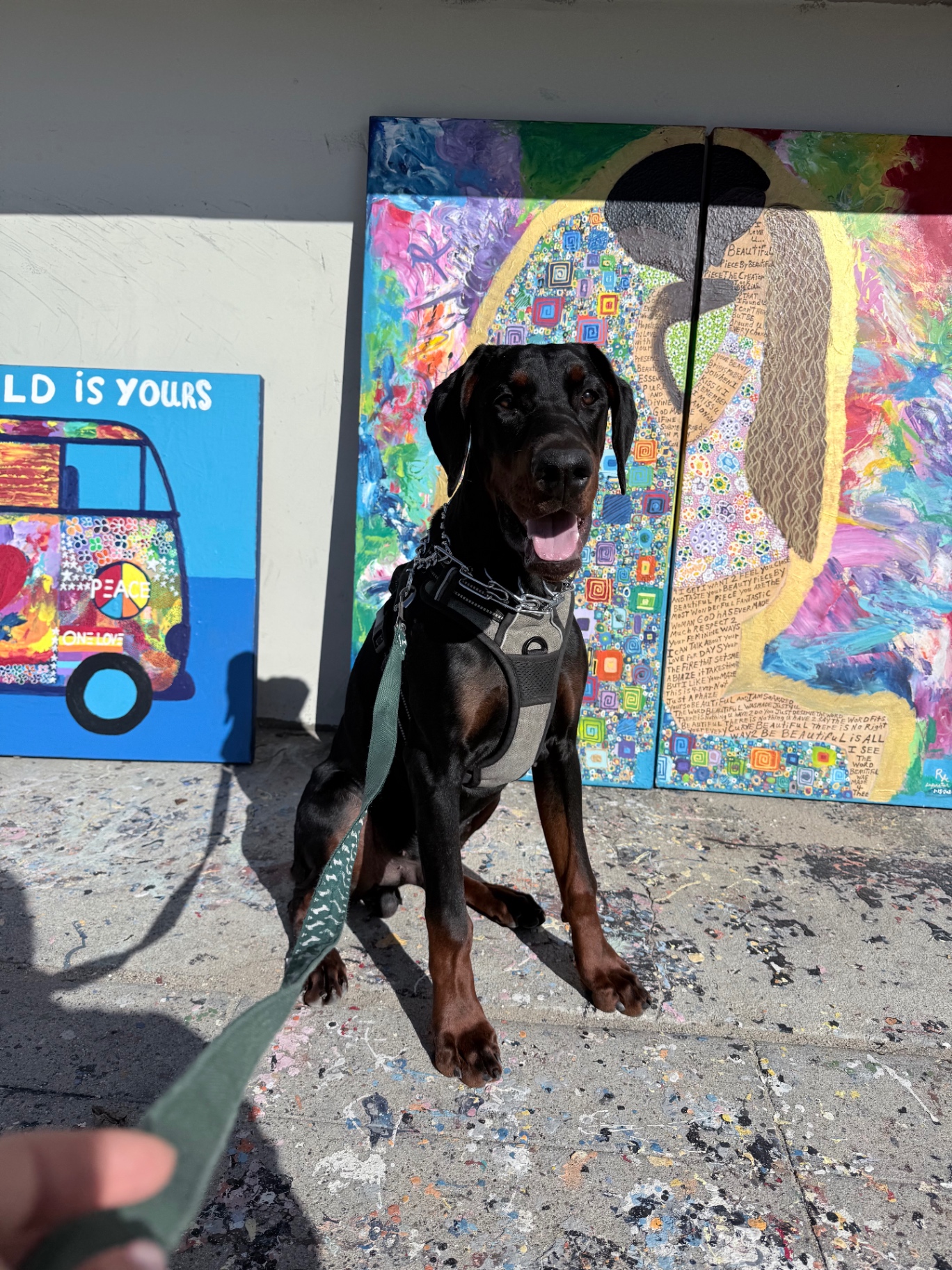 Phenomenal Doberman alumnus on a sunny walk in Venice Beach