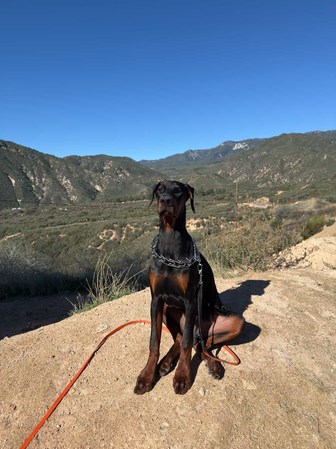 Phenomenal Doberman alumnus posed in the Southern California foothills