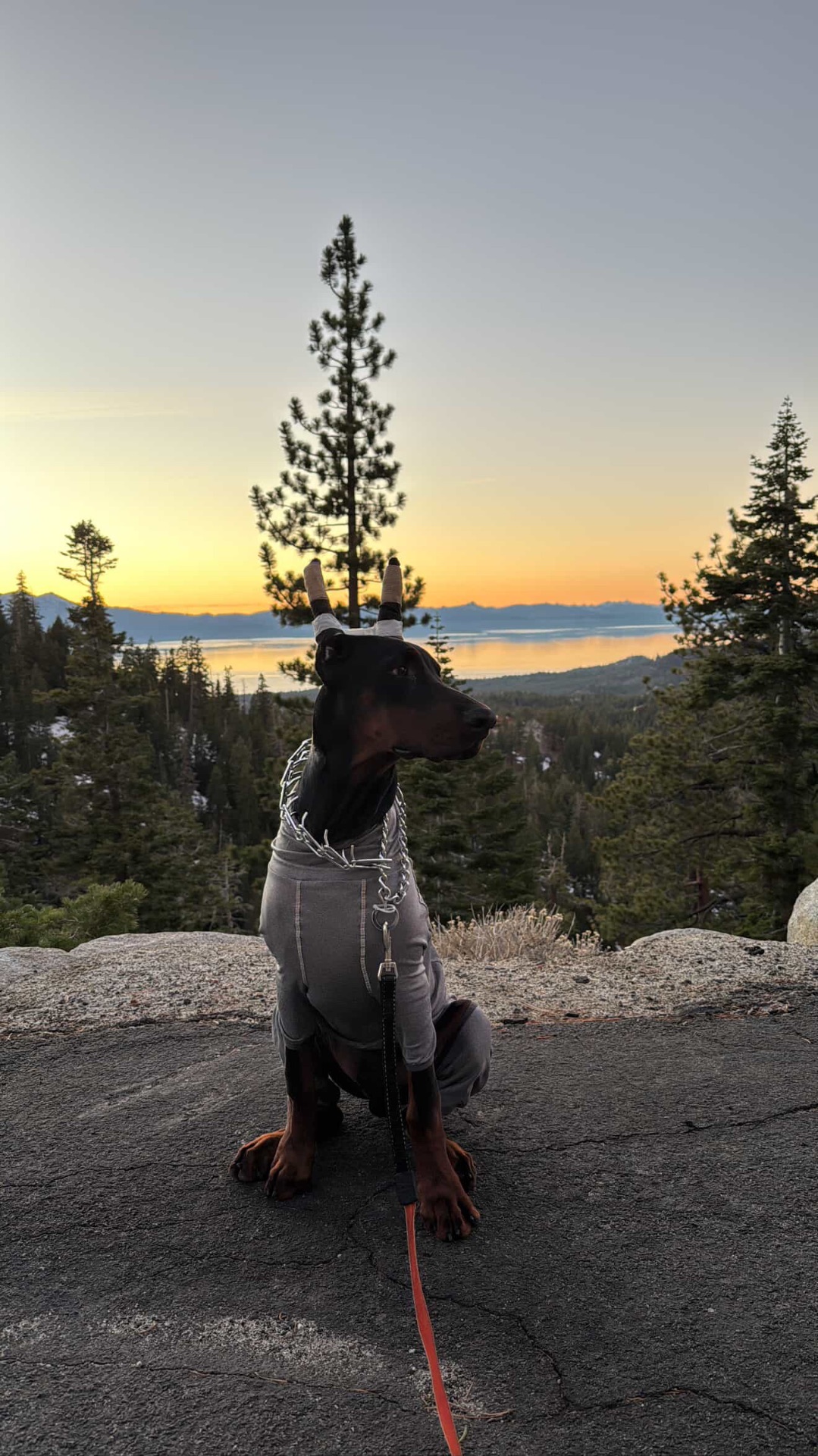 Phenomenal Doberman alumnus watching the sunset over Lake Tahoe
