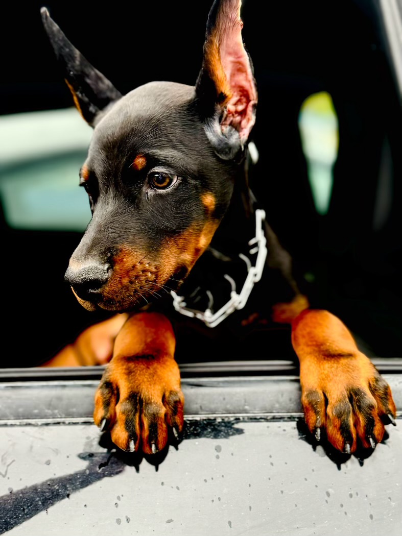 Phenomenal Doberman puppy peeking out of a car window