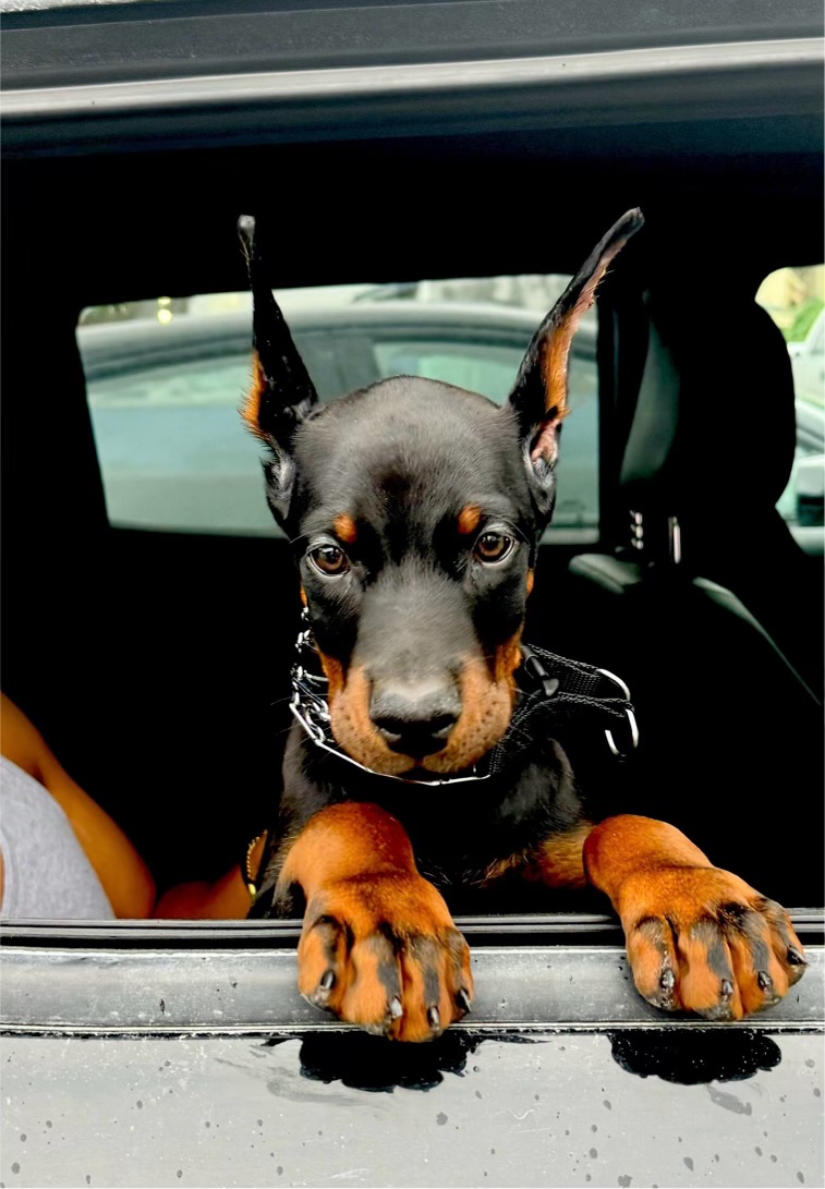 Phenomenal Doberman puppy with classic markings in the car