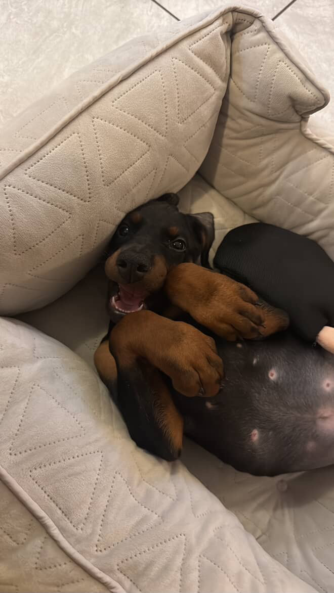 Phenomenal Doberman puppy snuggled into a soft bed at home