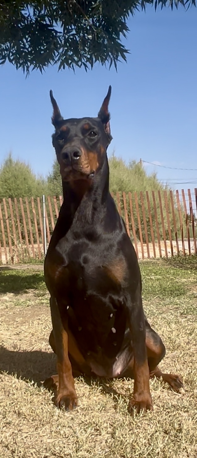 Bonnie sitting tall and alert under the olive tree