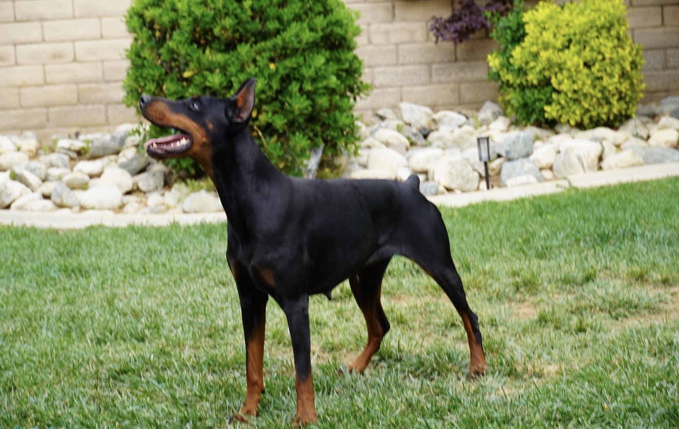 Bonnie standing alert in the grass, ready to move