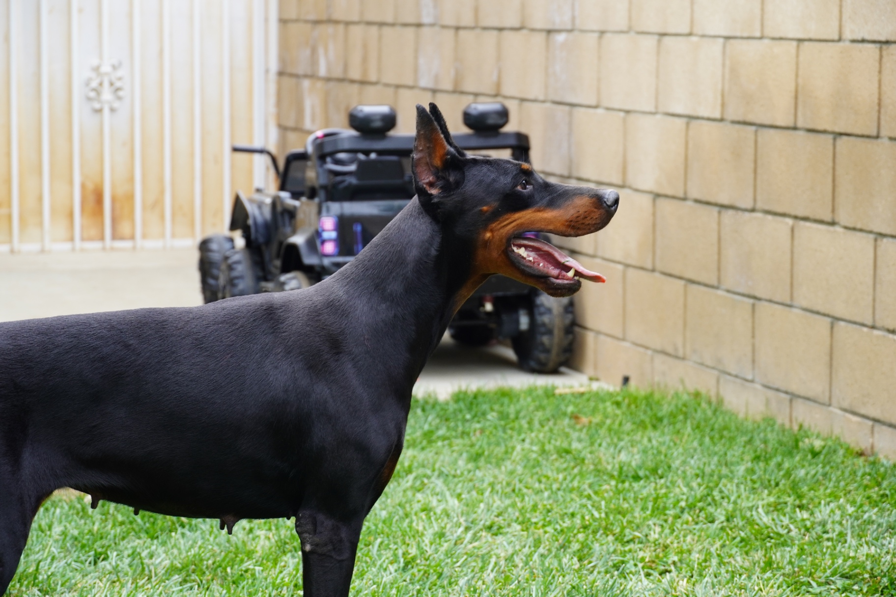 Close side profile of Bonnie in the yard