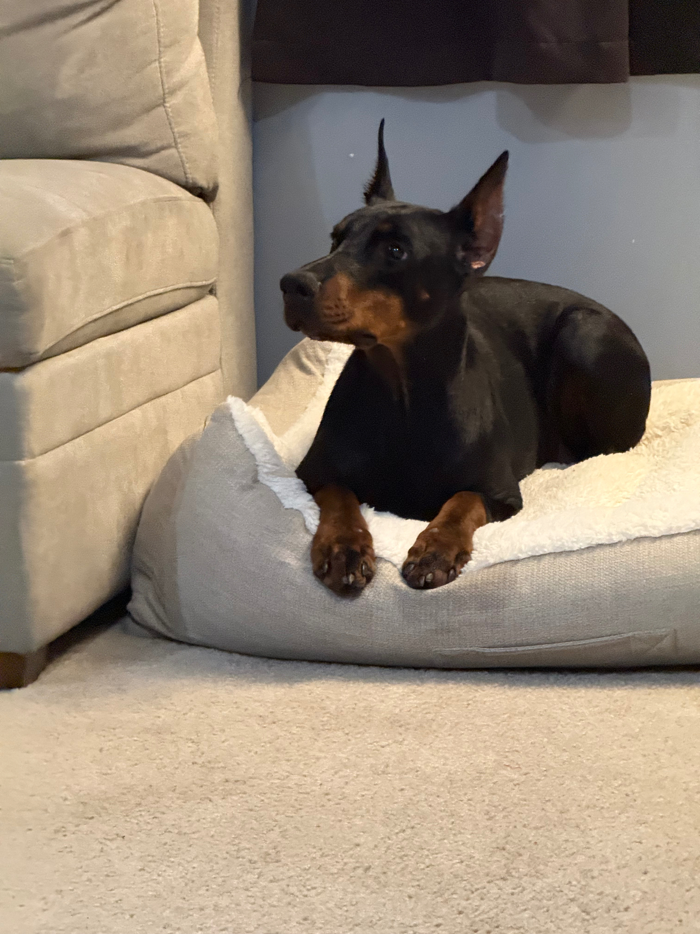 Bonnie relaxing in her bed at home