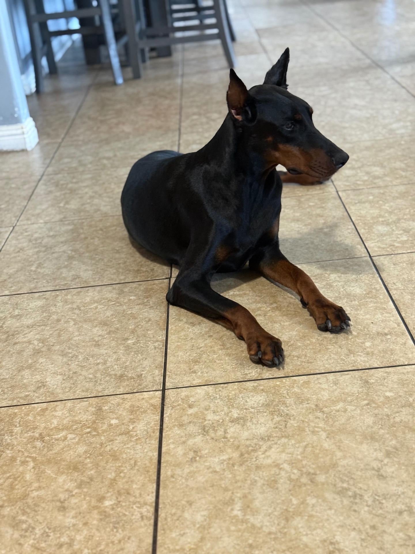 Bonnie laying gracefully on the kitchen tile
