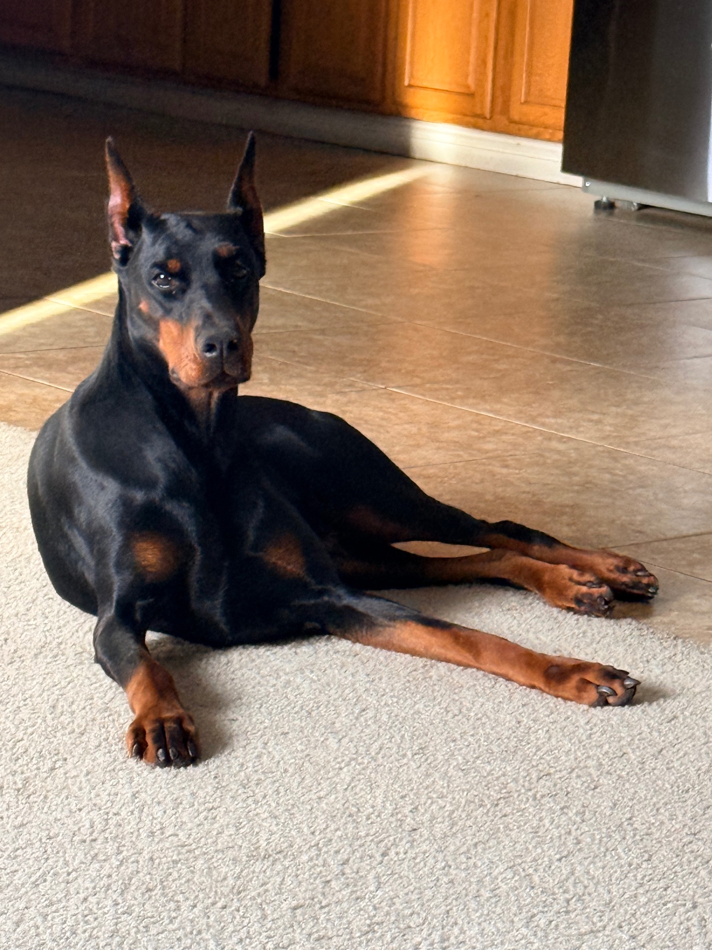 Bonnie stretched out in a sunbeam at home