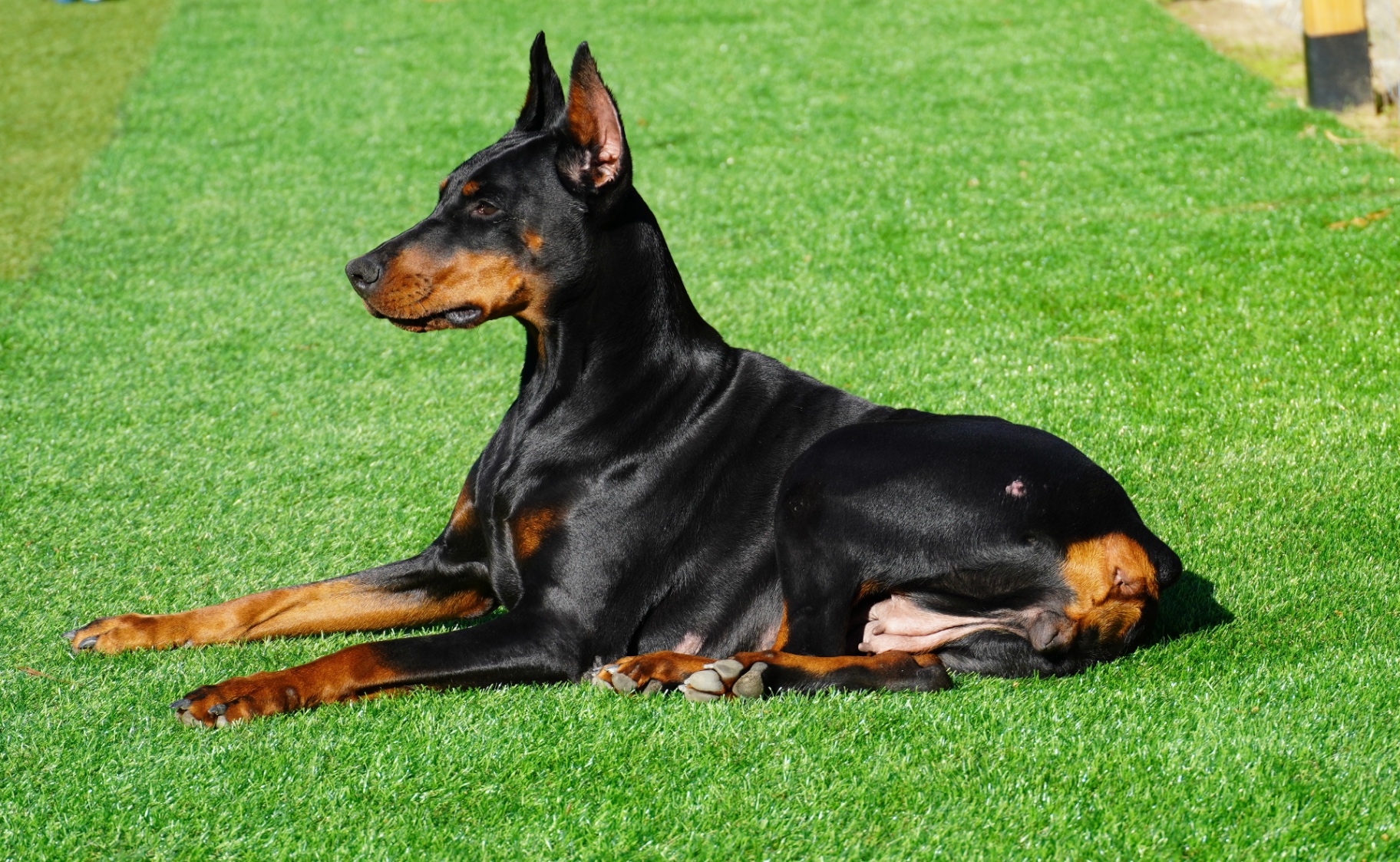 Bonnie posed elegantly on the grass in the sunshine