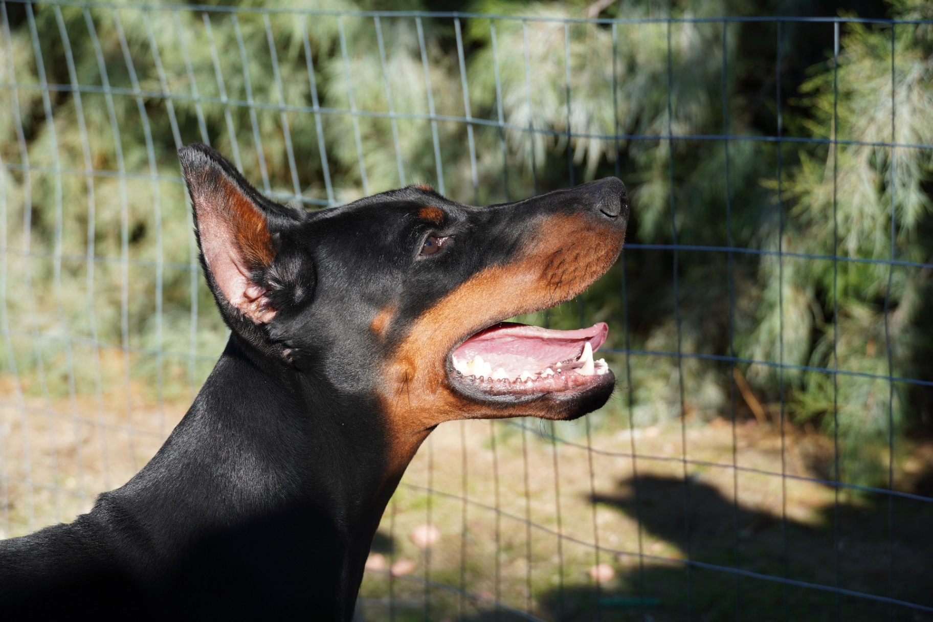 Bonnie's profile, mouth open and happy by the fence