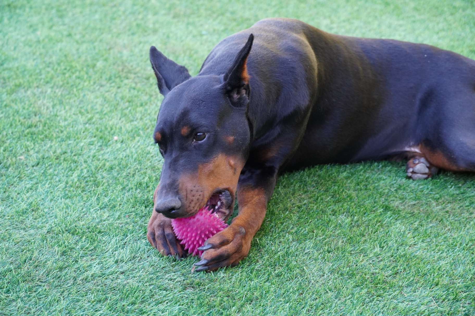 Bonnie playing with her favorite pink ball