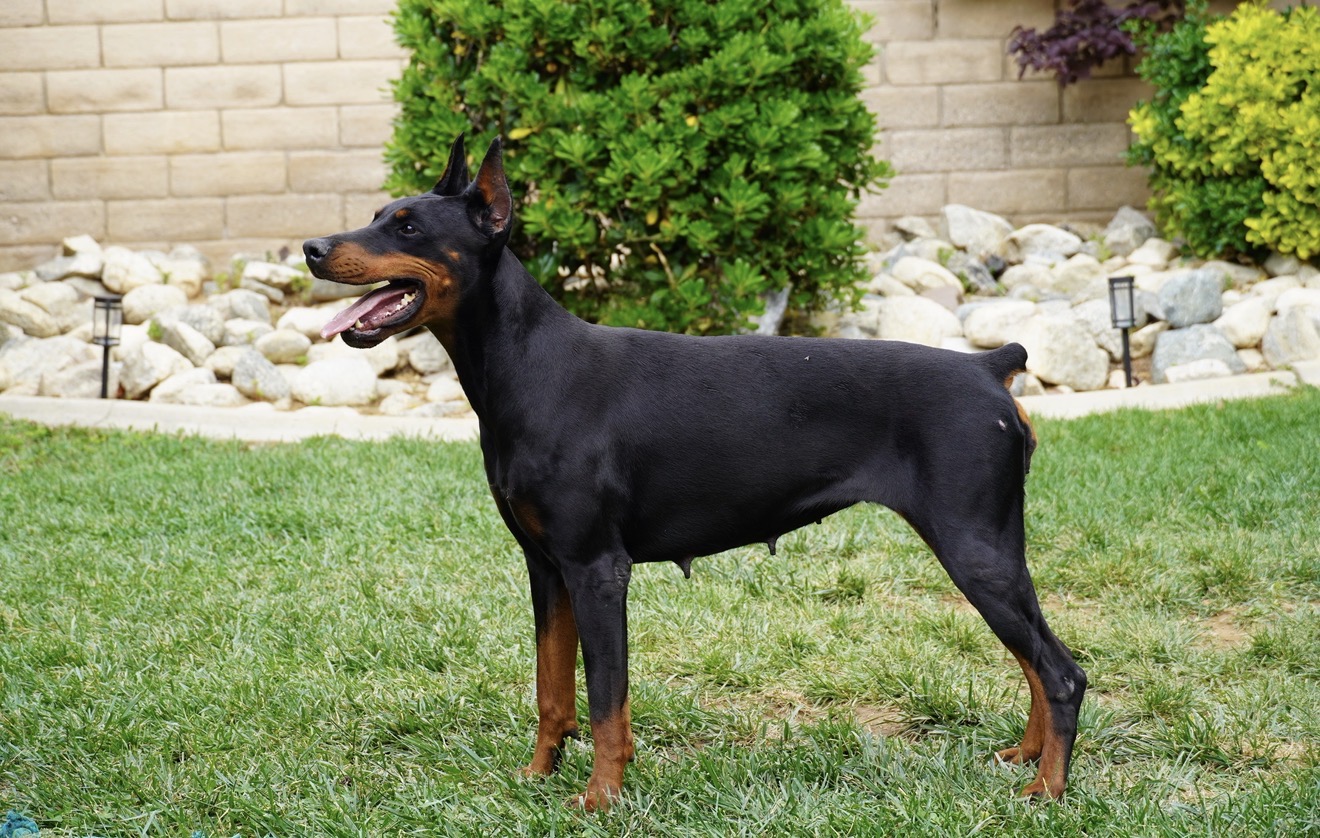 Bonnie standing proudly in profile in the yard