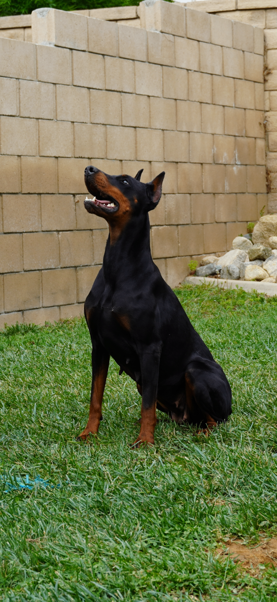 Bonnie sitting up and looking skyward in the yard