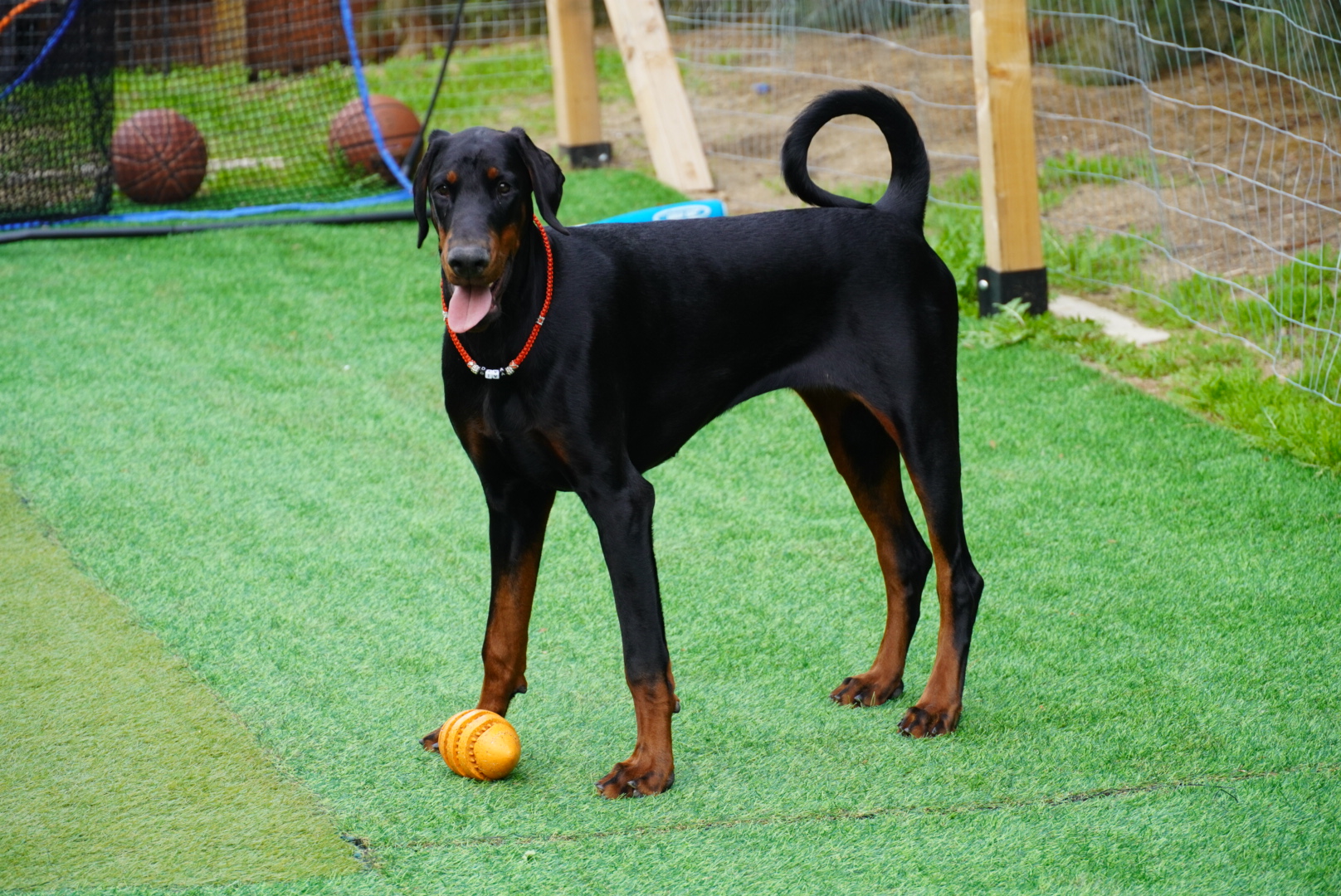 Diva standing on turf with her favorite ball